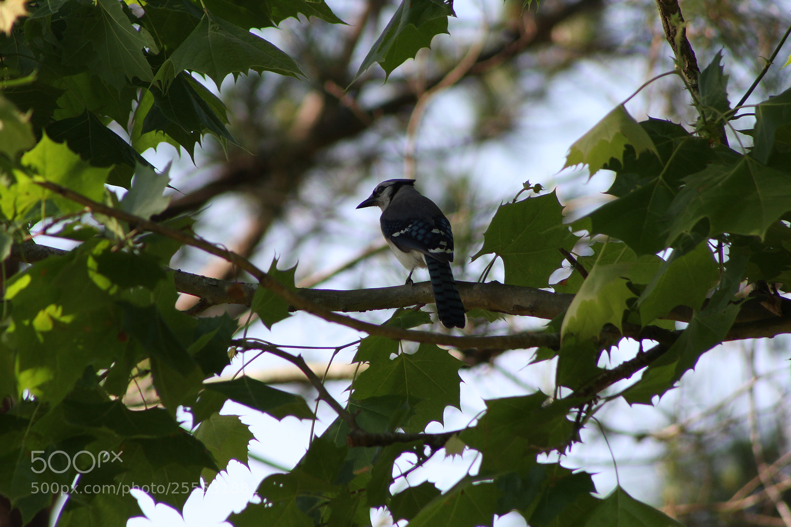 Canon EF 75-300mm f/4-5.6 sample photo. Mockingbirds in a tree photography