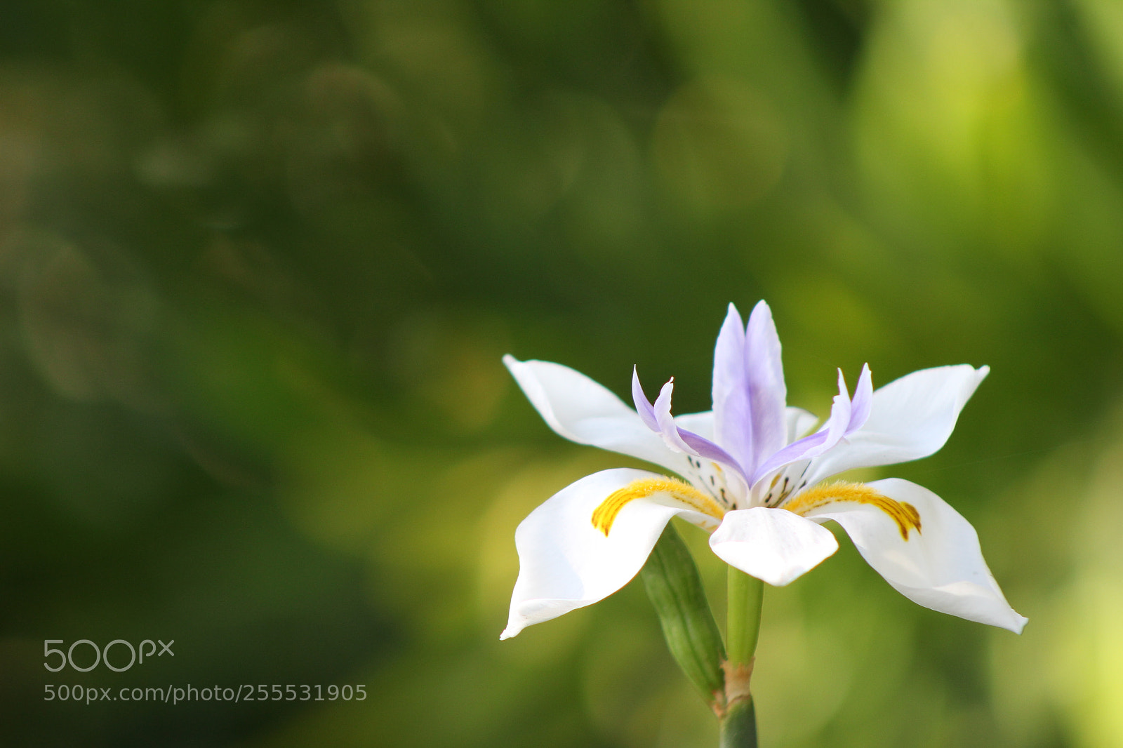 Canon EF 75-300mm f/4-5.6 sample photo. Orchid close up photography