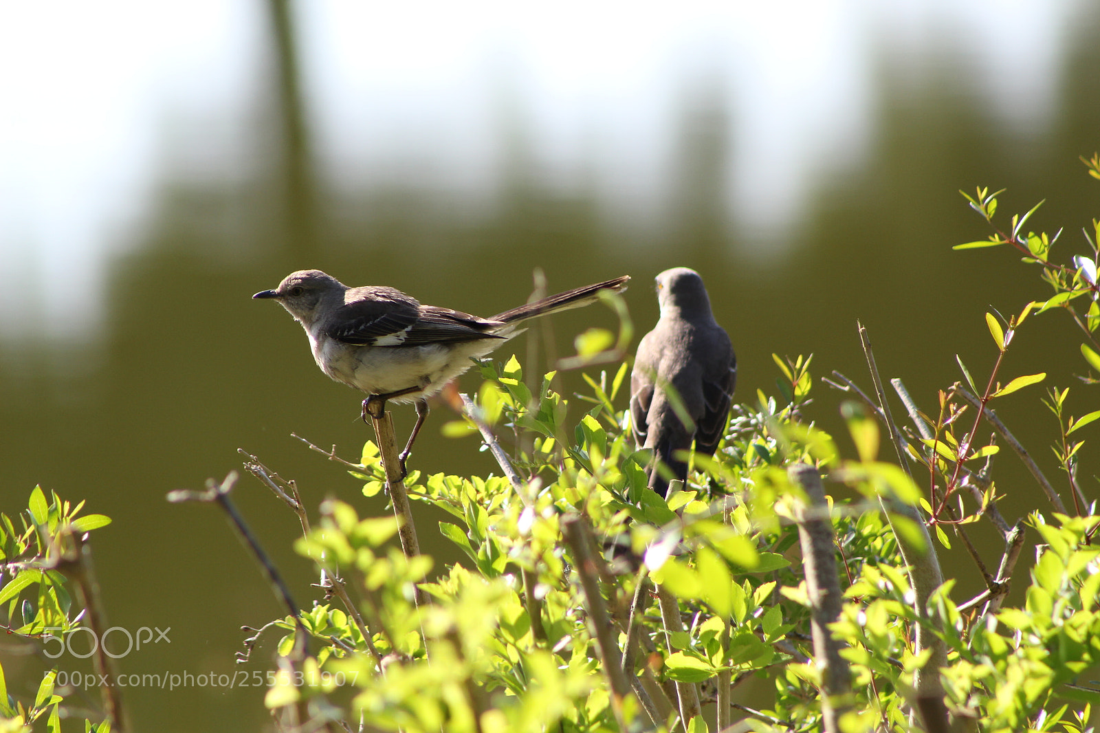 Canon EF 75-300mm f/4-5.6 sample photo. Mockingbirds in a tree photography
