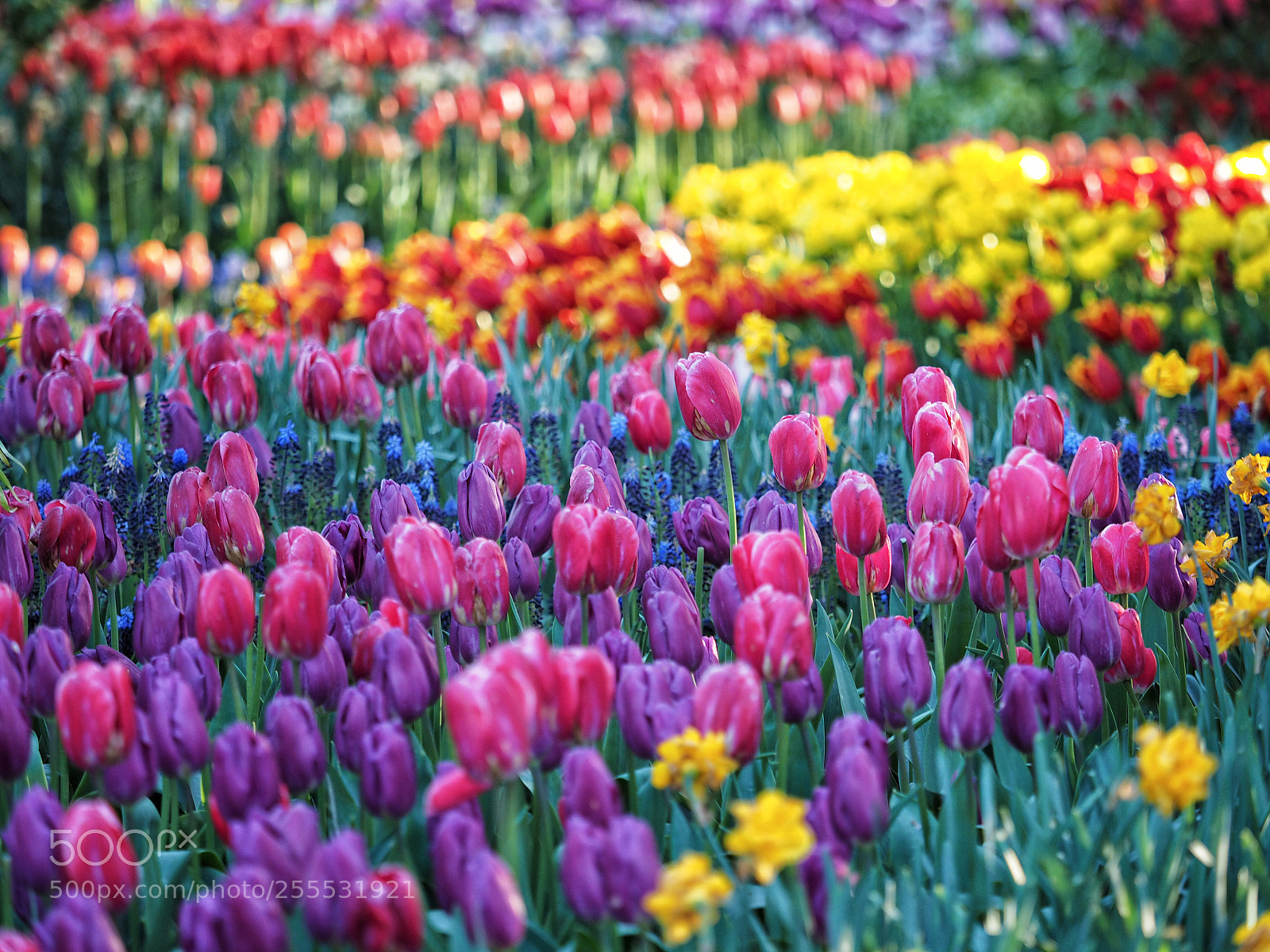 Olympus OM-D E-M1 sample photo. A riot of color photography