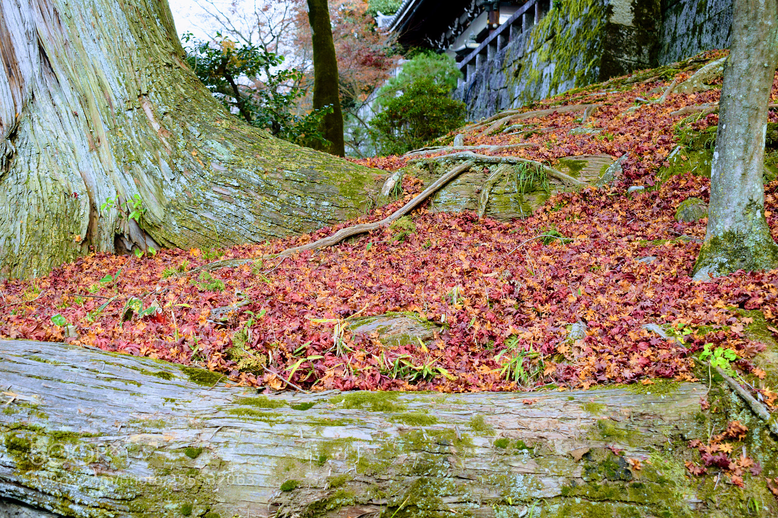 Nikon D3300 sample photo. () photography