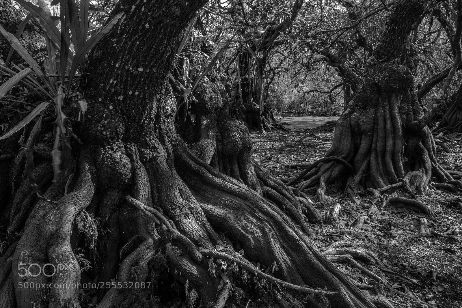 Nikon D7100 sample photo. Welcome to the swamp photography