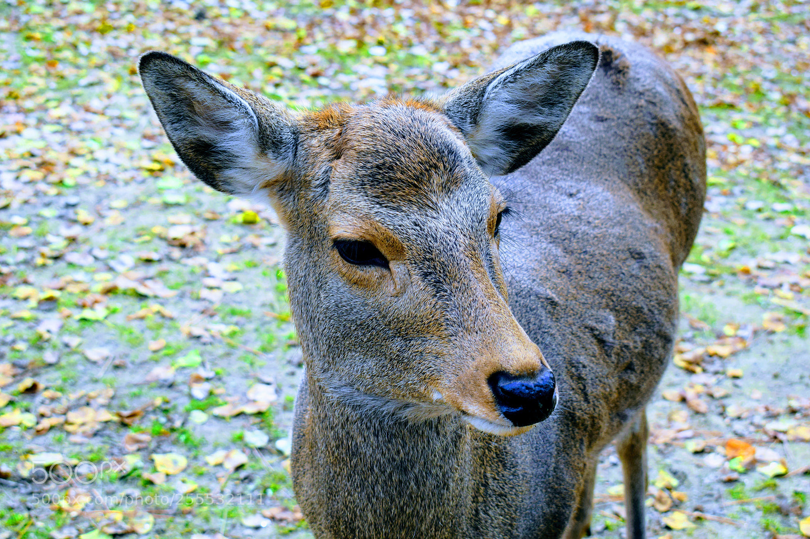 Nikon D3300 sample photo. Japanese deer photography