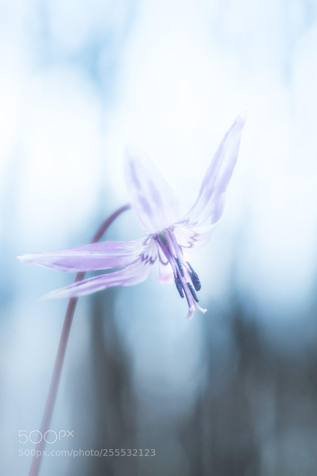 Sony a99 II sample photo. 夢幻 photography