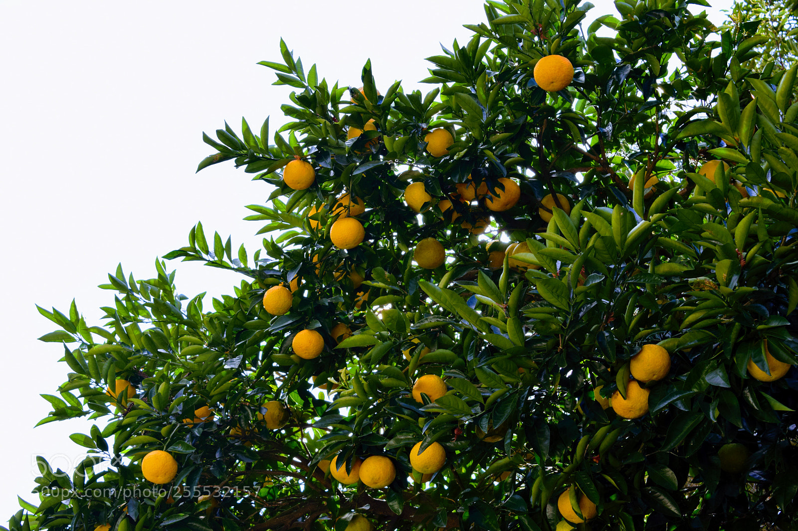Nikon D3300 sample photo. Dsc photography