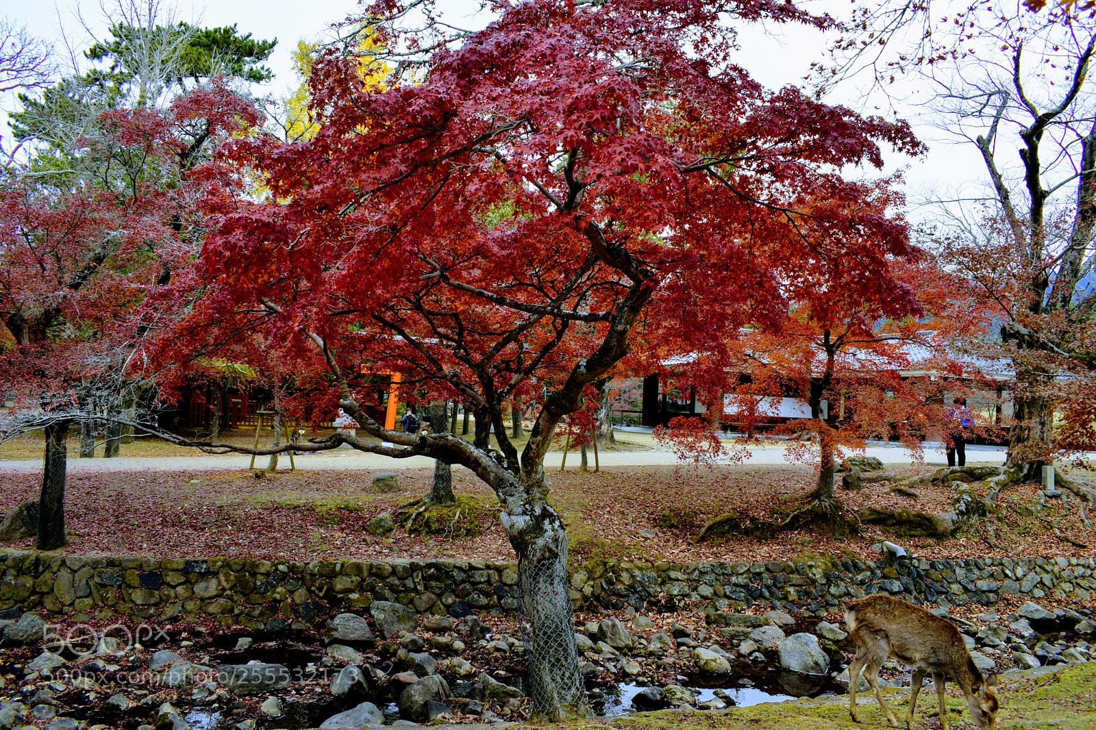 Nikon D3300 sample photo. () photography