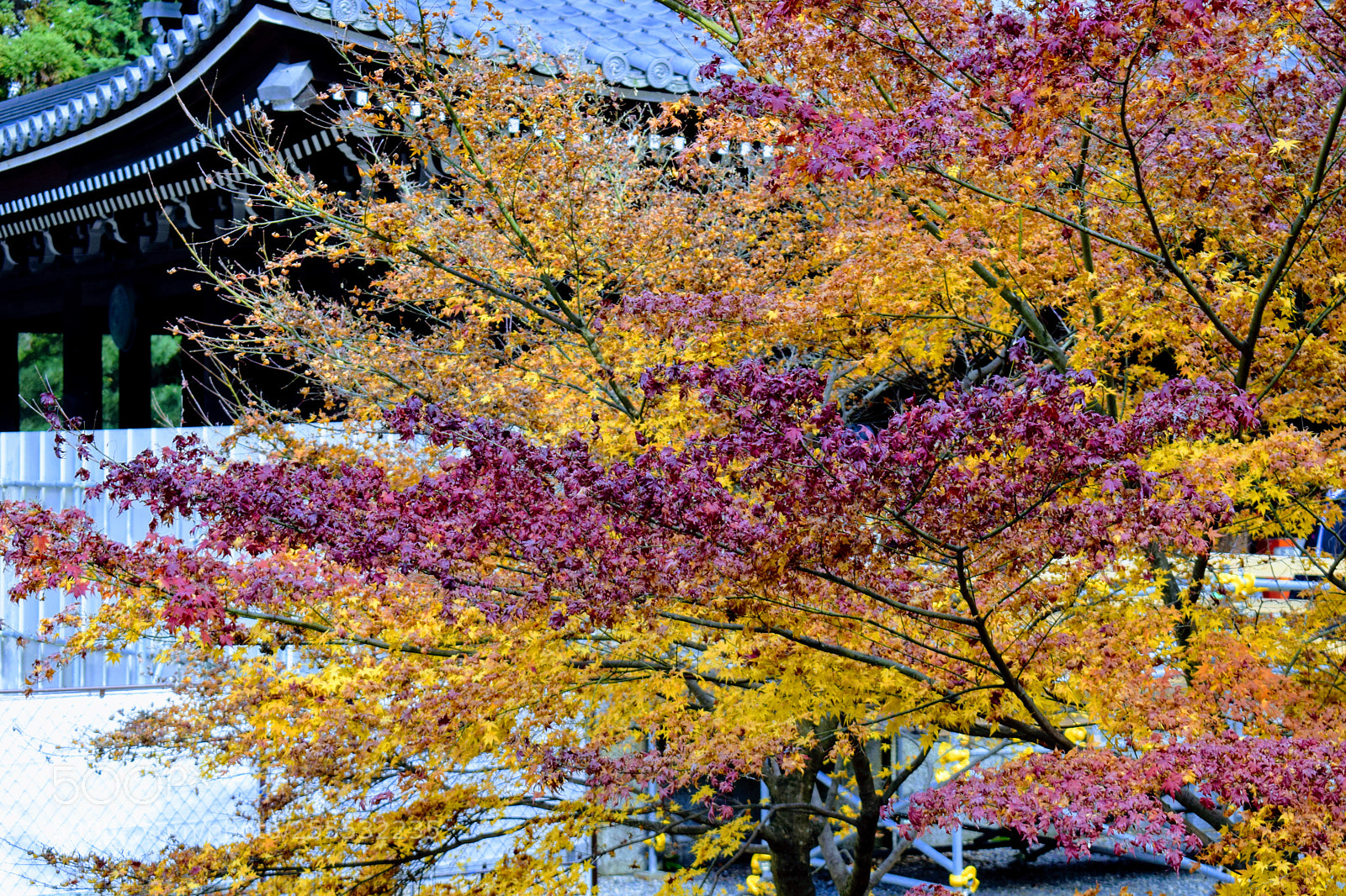 Nikon D3300 sample photo. () photography
