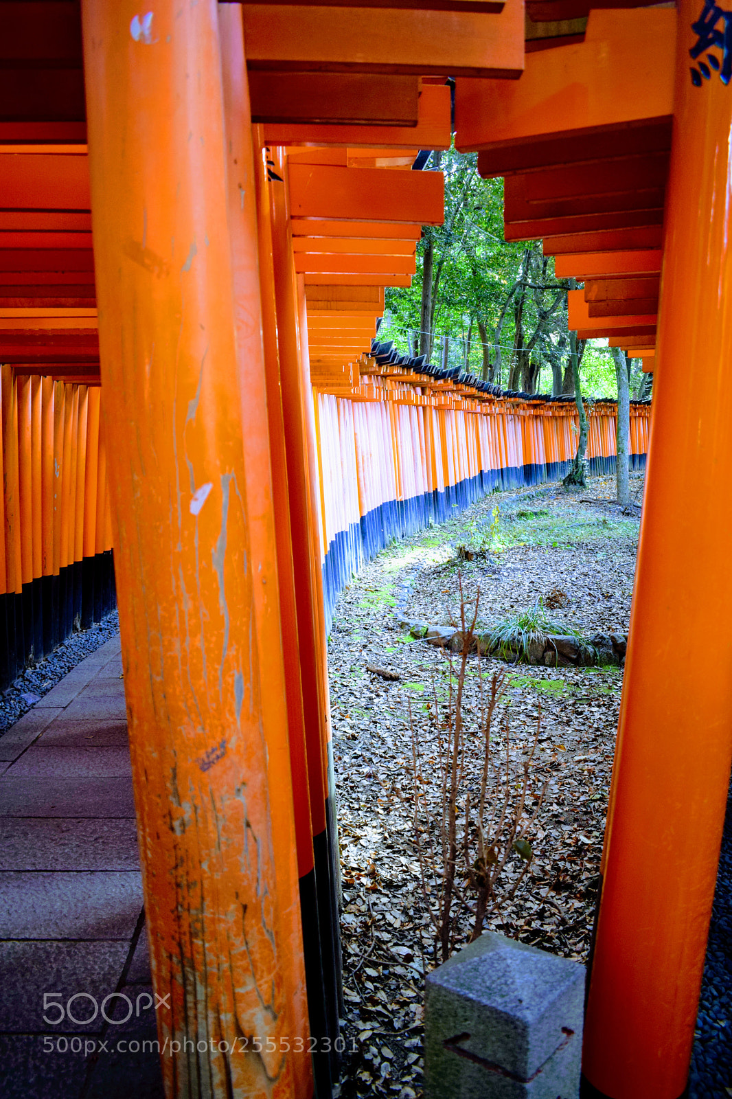 Nikon D3300 sample photo. Dsc photography