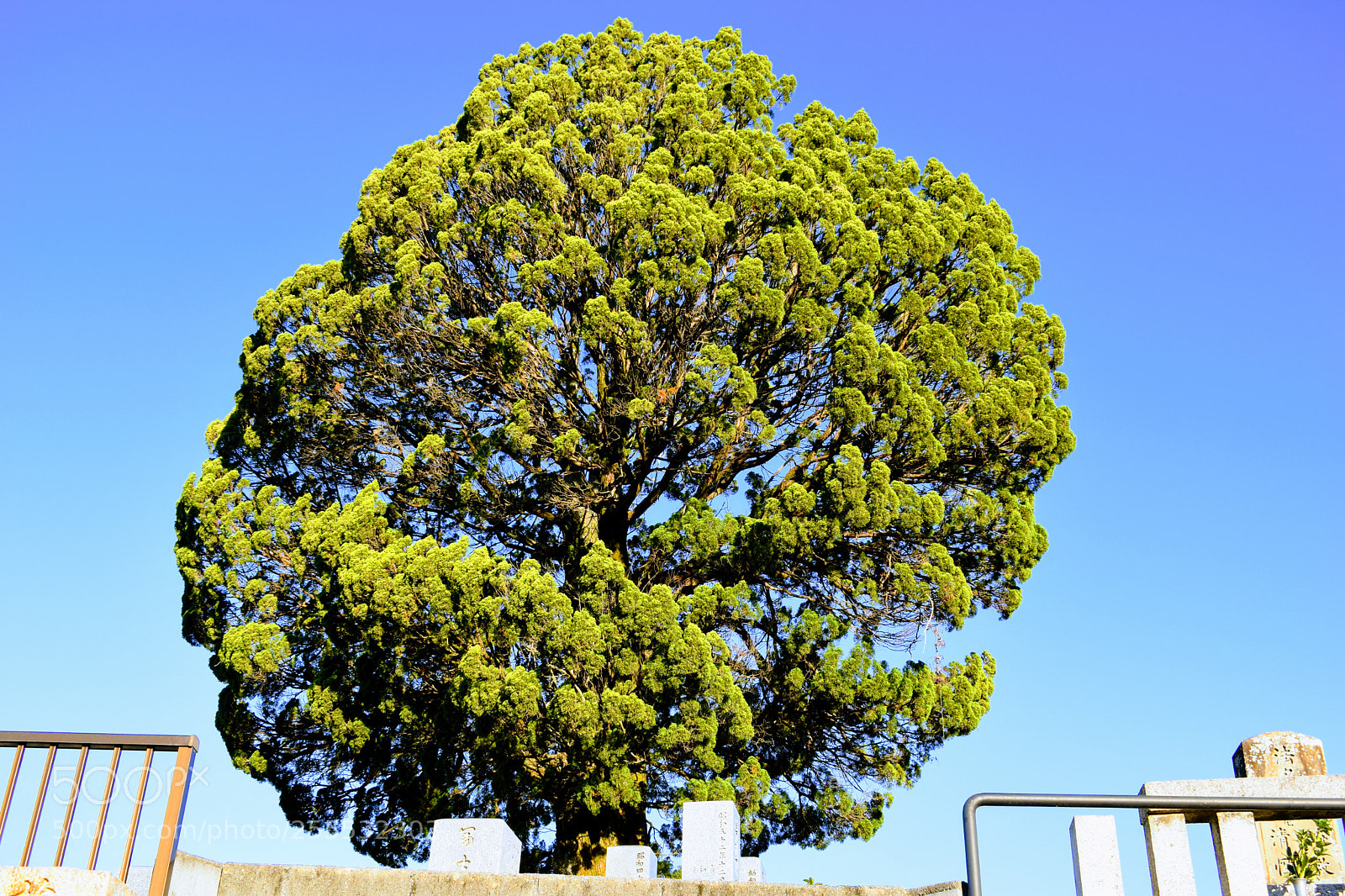 Nikon D3300 sample photo. Dsc photography