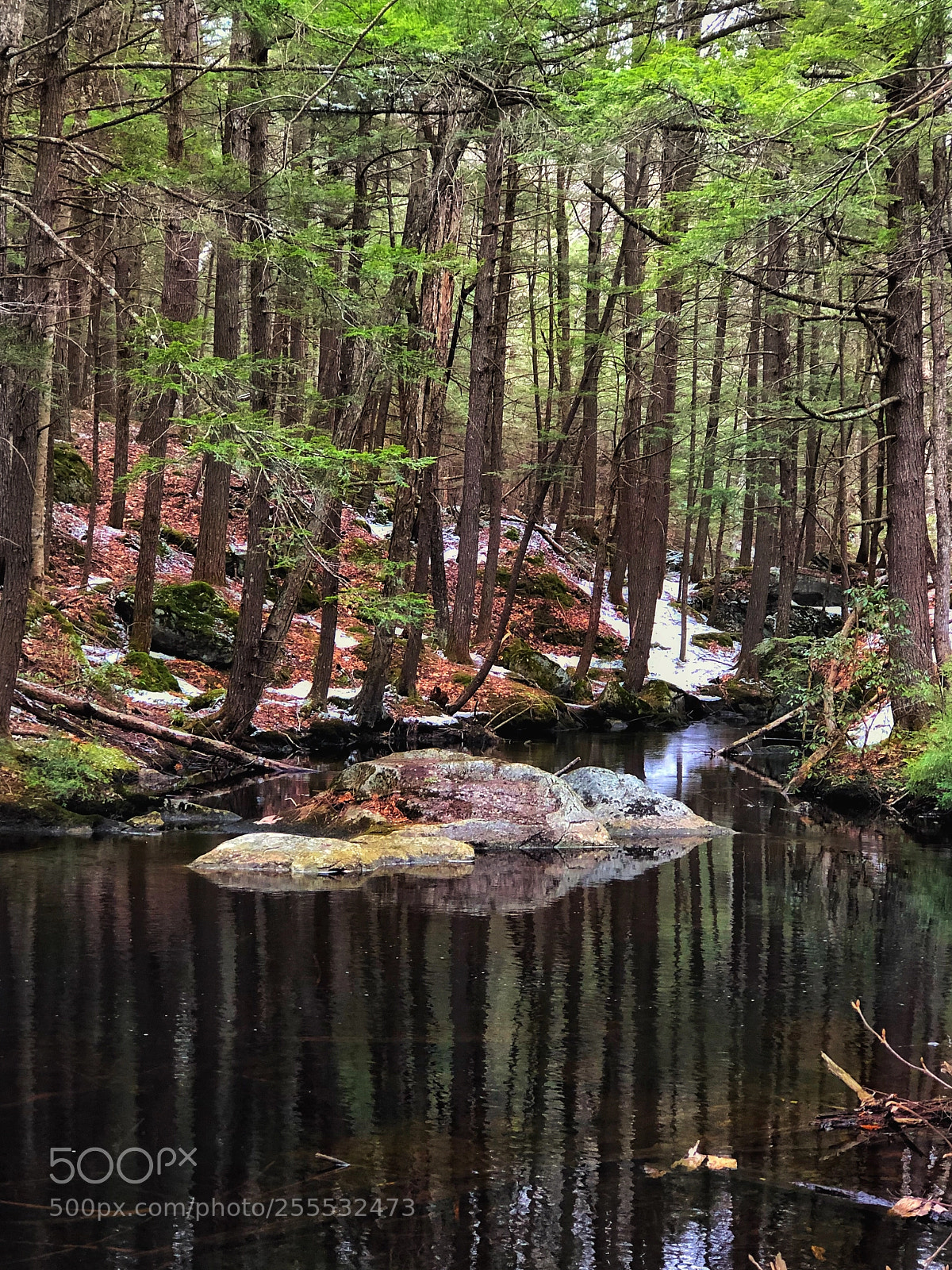 Apple iPhone 8 Plus sample photo. Deep woods photography