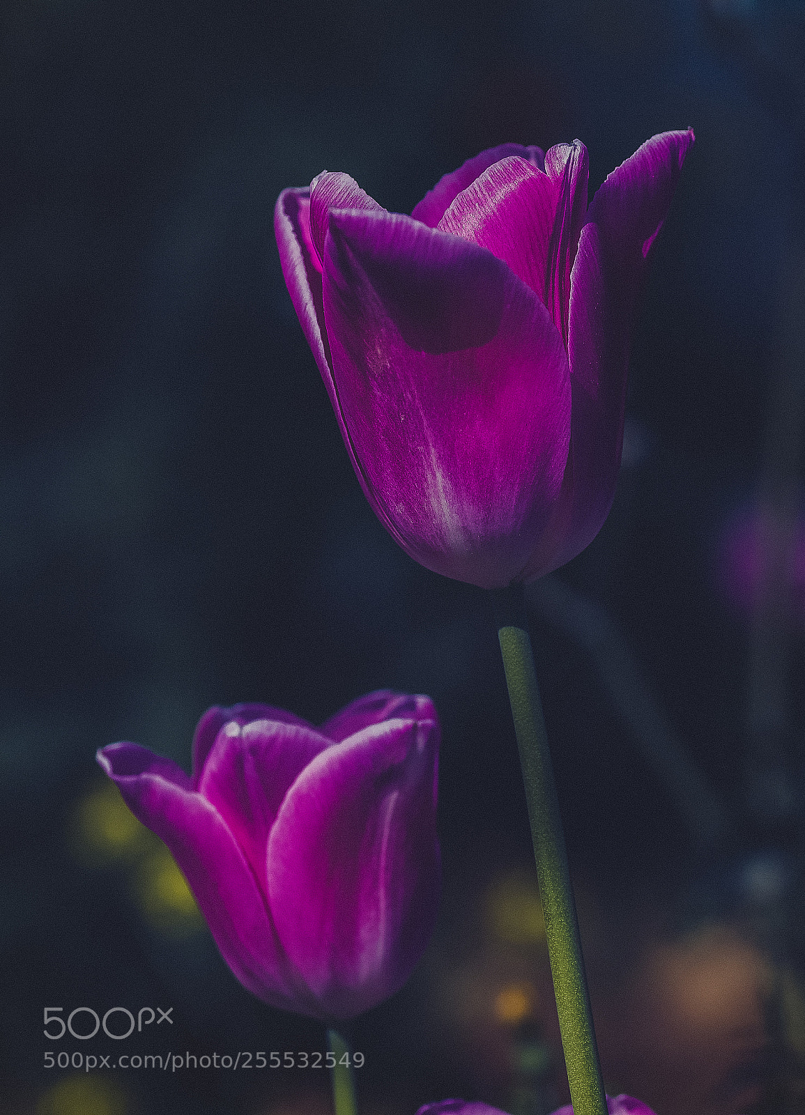 Nikon D7000 sample photo. Naturel photography