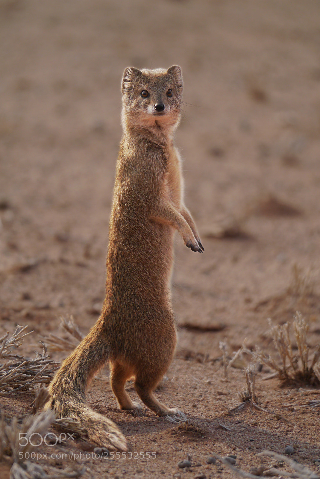 Panasonic Lumix DMC-G3 sample photo. Yellow mongoose  photography