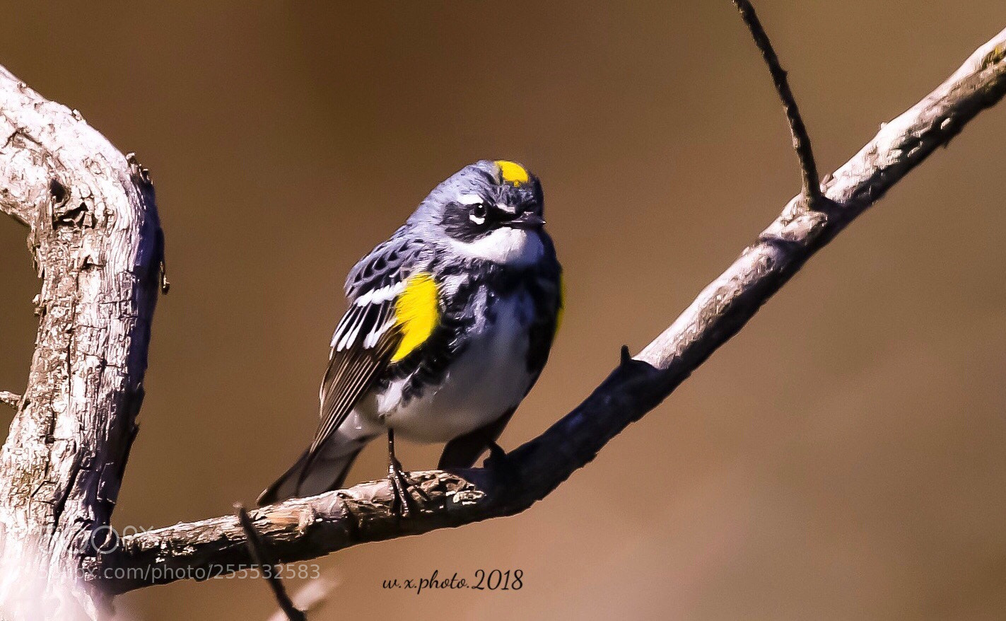 Canon EOS 7D Mark II sample photo. Yellow rumped warbler photography