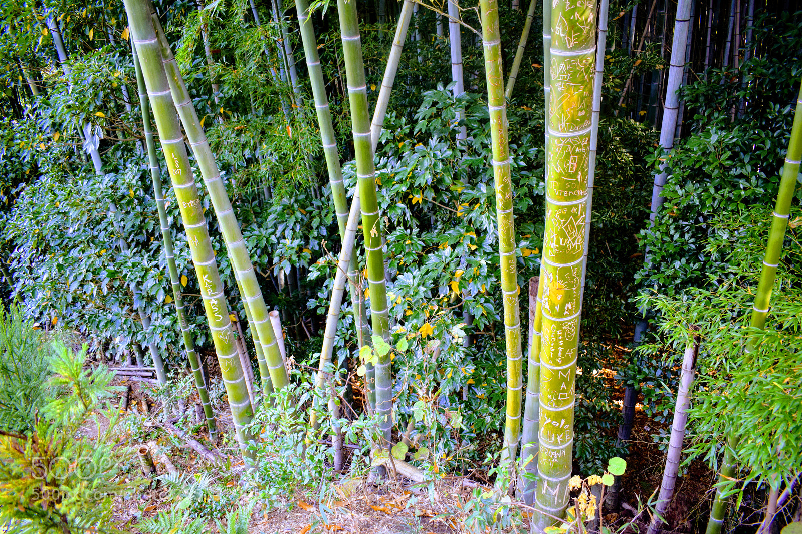 Nikon D3300 sample photo. Dsc photography