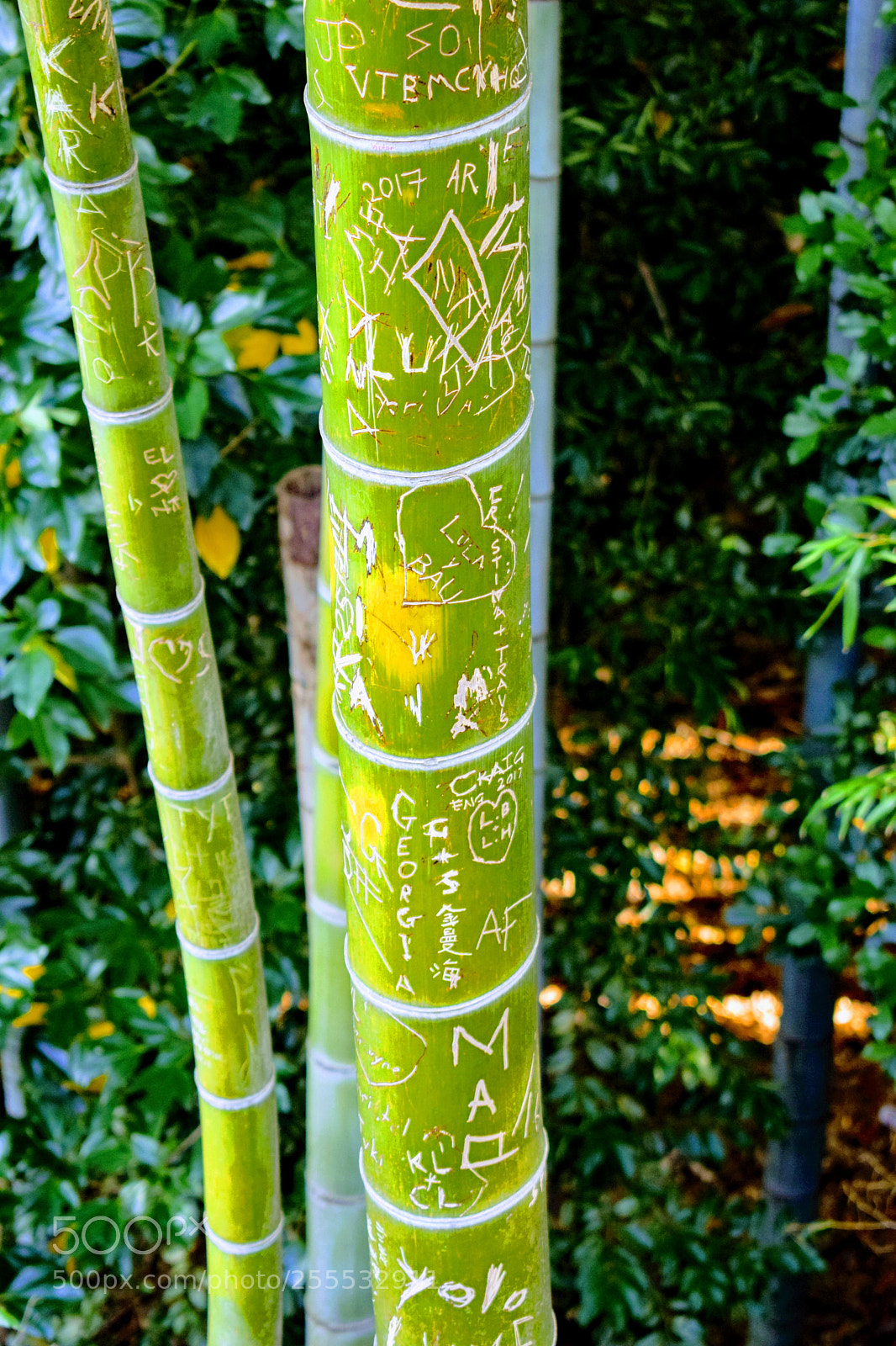 Nikon D3300 sample photo. Dsc photography