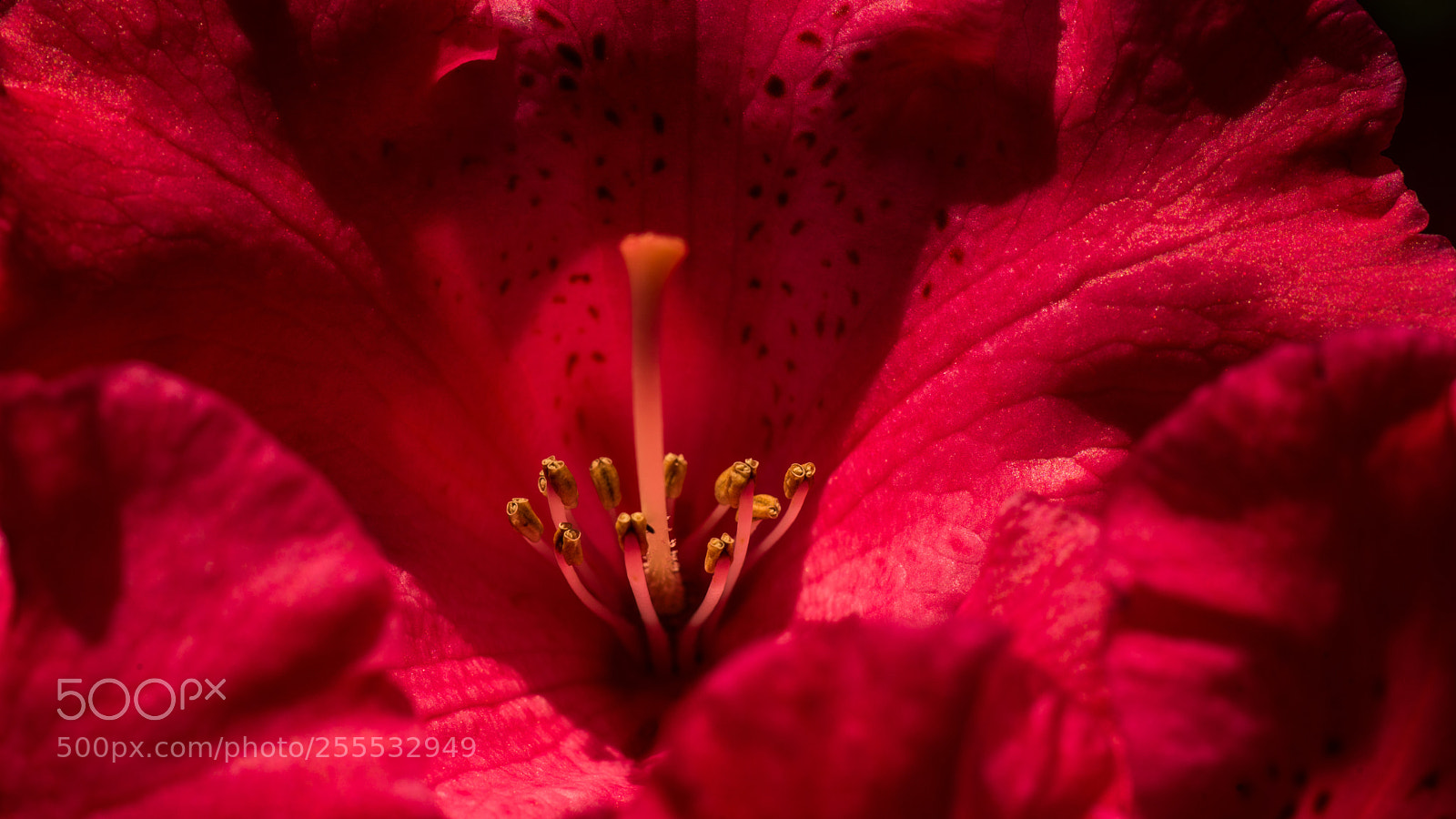 Sony SLT-A99V sample photo. Something red photography