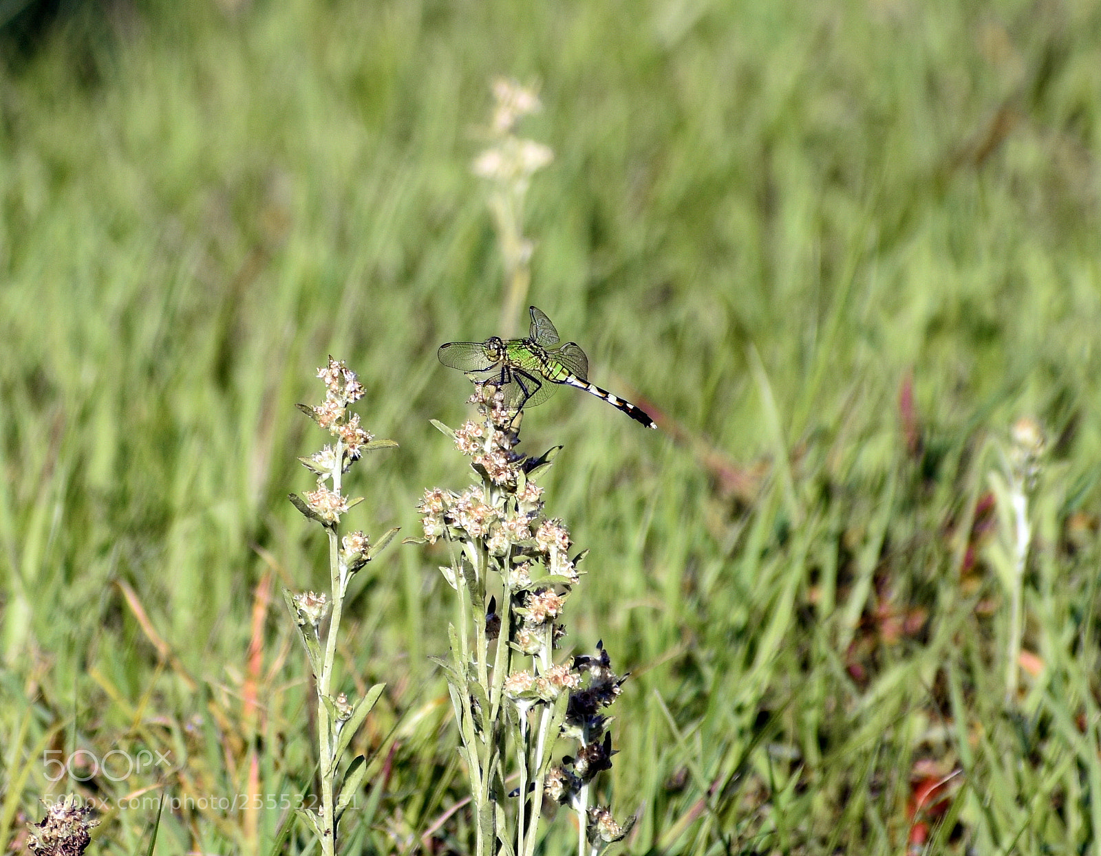 Nikon D5500 sample photo. Eastern pondhawk dragonfly (female) photography