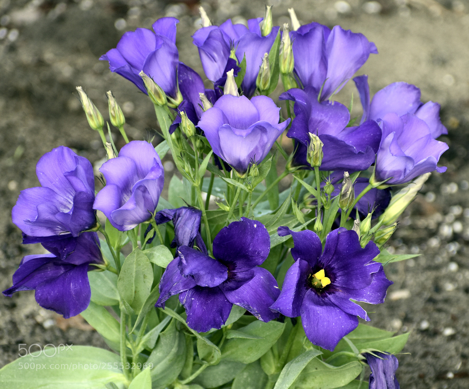 Nikon D5500 sample photo. Lisianthus photography