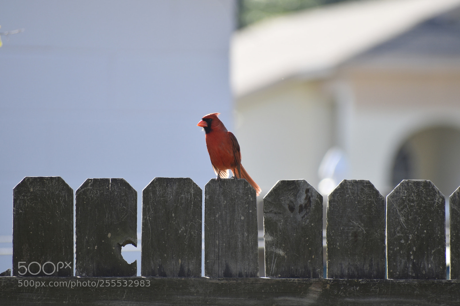 Nikon D5500 sample photo. Northern cardinal (male) photography