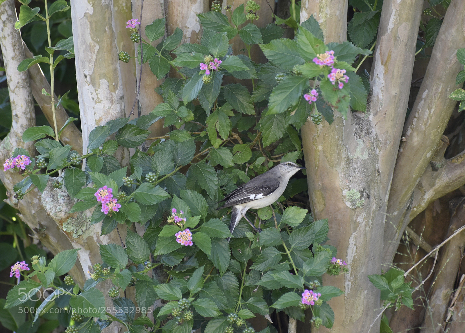 Nikon D5500 sample photo. Northern mockingbird photography