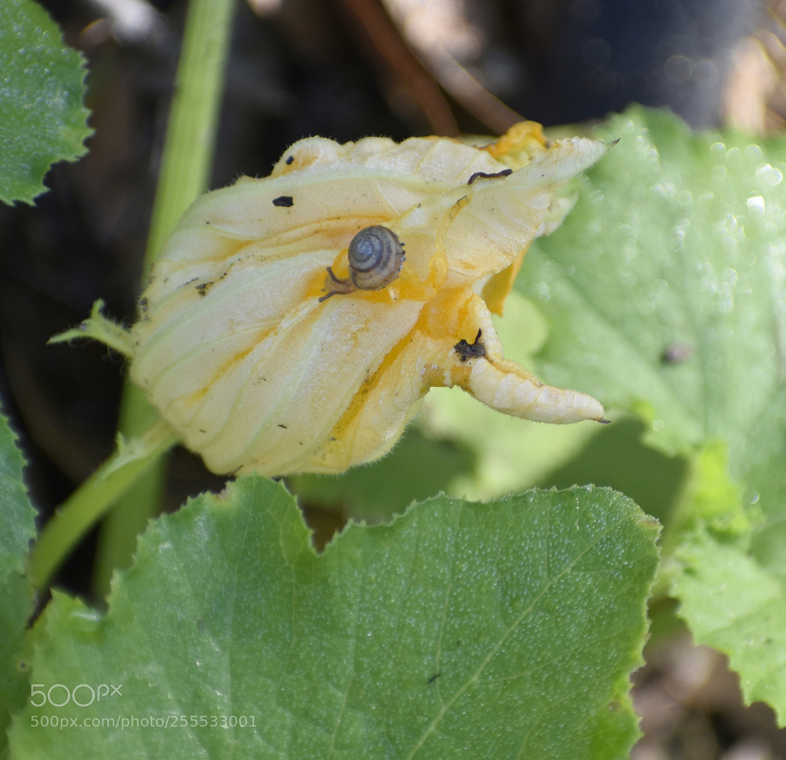 Nikon D5500 sample photo. Snail on squash blossom photography