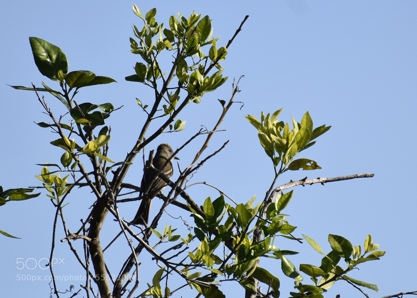 Nikon D5500 sample photo. Great-crested flycatcher photography