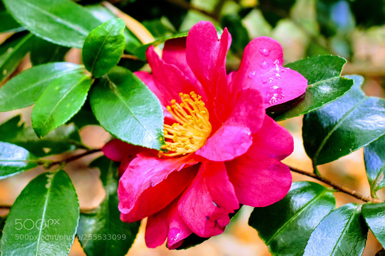 Nikon D3300 sample photo. () photography