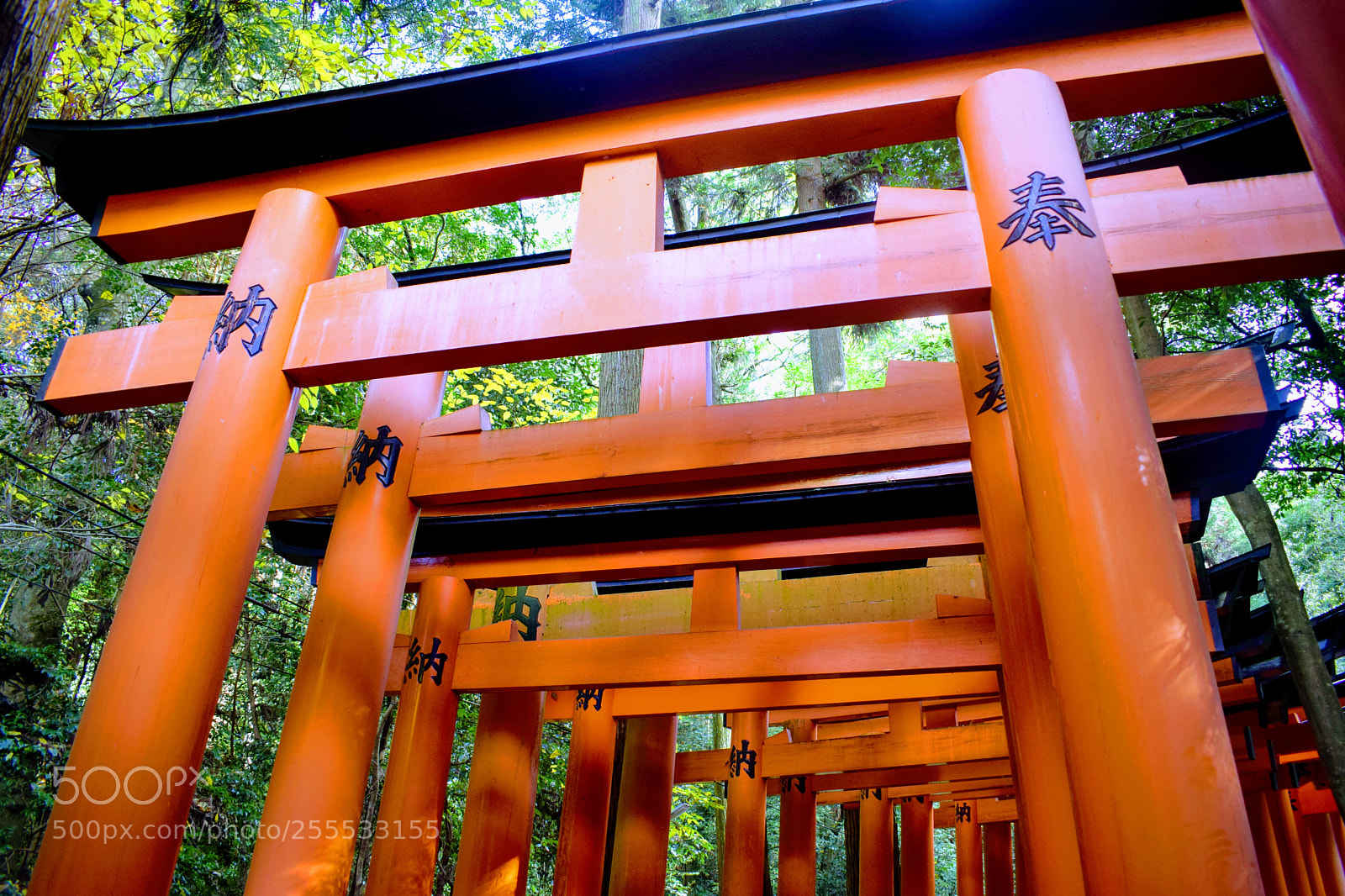 Nikon D3300 sample photo. Dsc photography