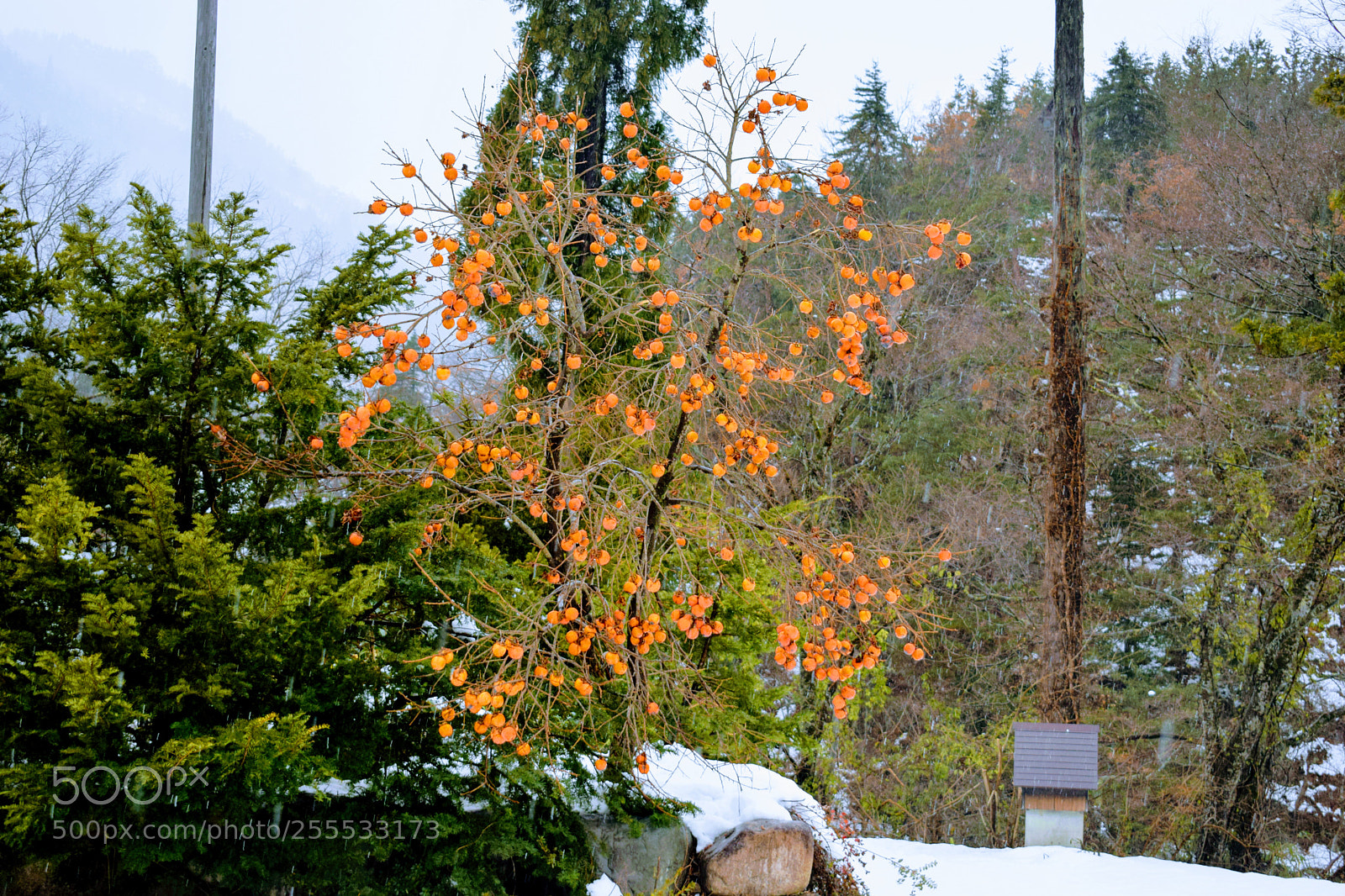 Nikon D3300 sample photo. () photography