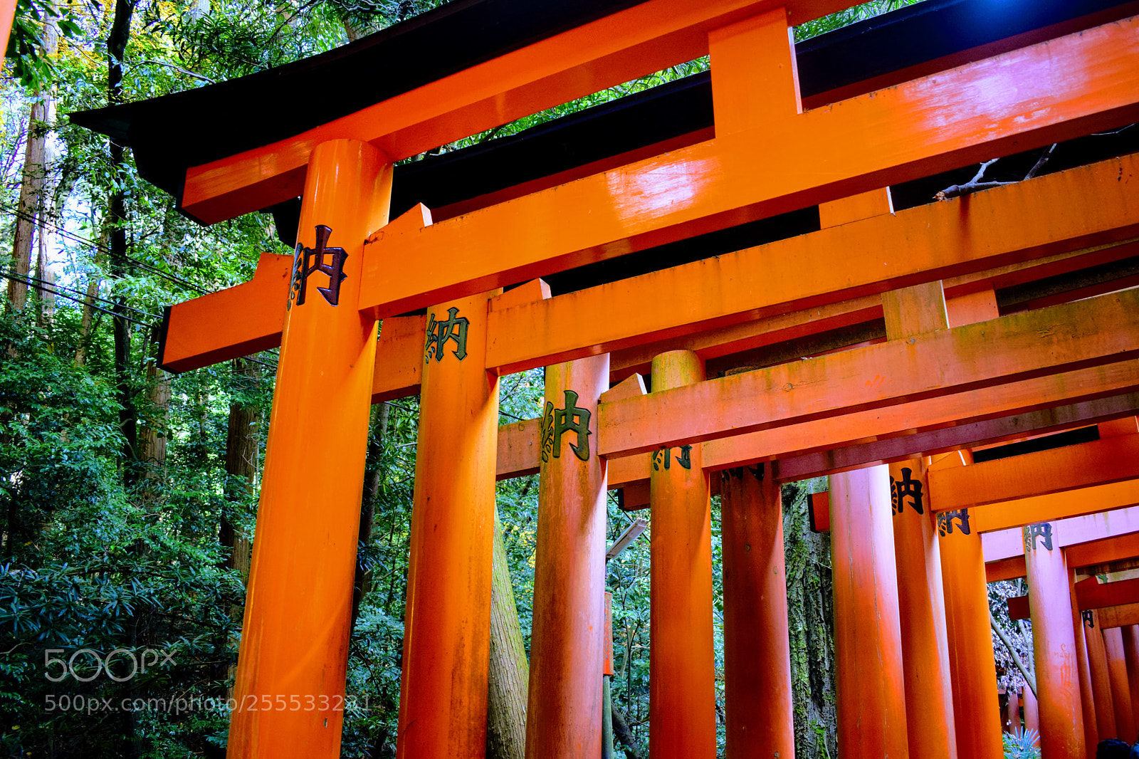Nikon D3300 sample photo. () photography