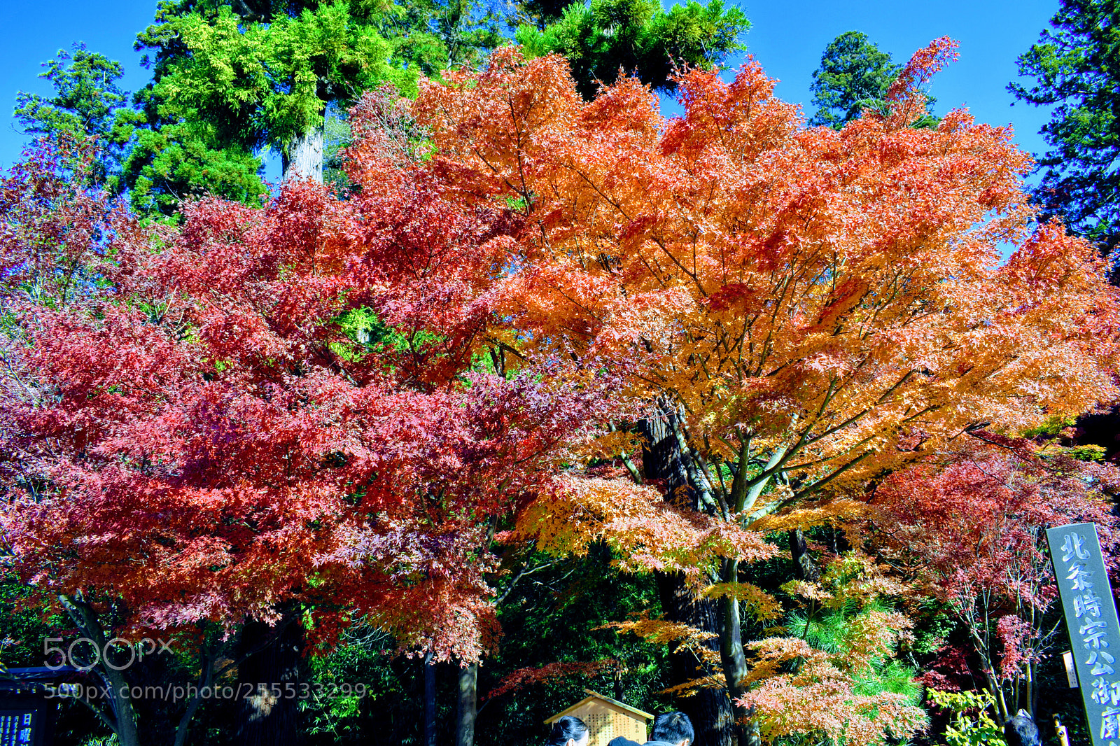 Nikon D3300 sample photo. Japanese autumn maples photography