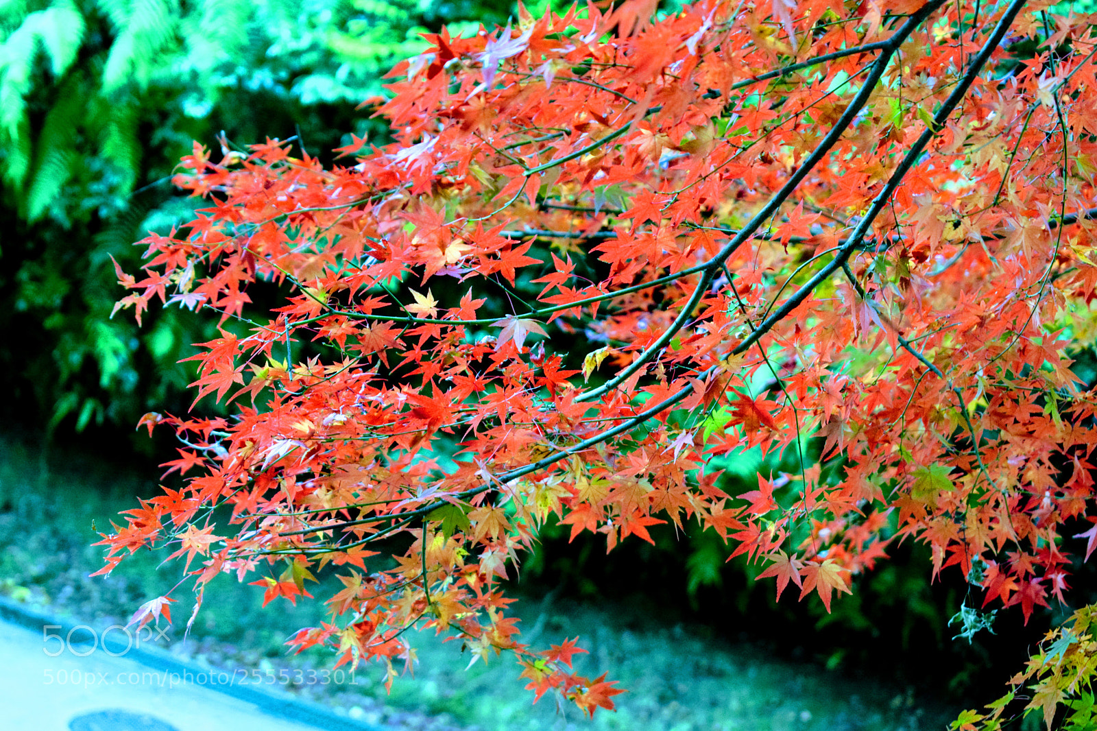 Nikon D3300 sample photo. () photography