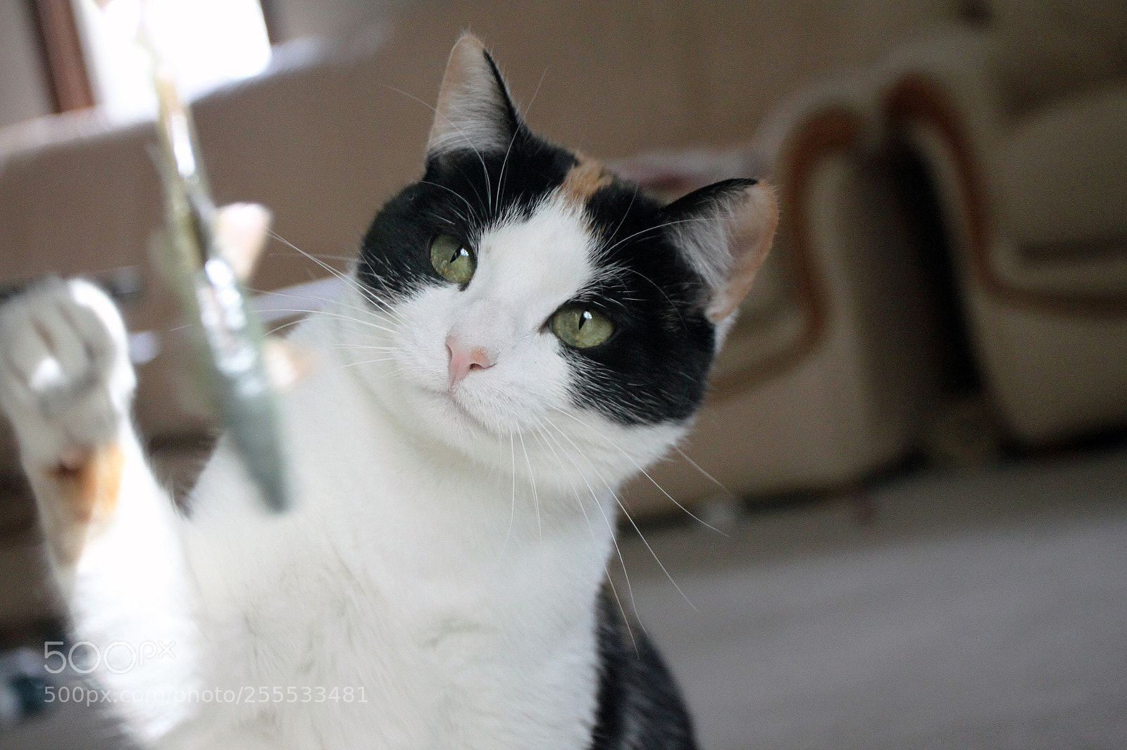 Canon EOS 500D (EOS Rebel T1i / EOS Kiss X3) sample photo. Alyssa photography