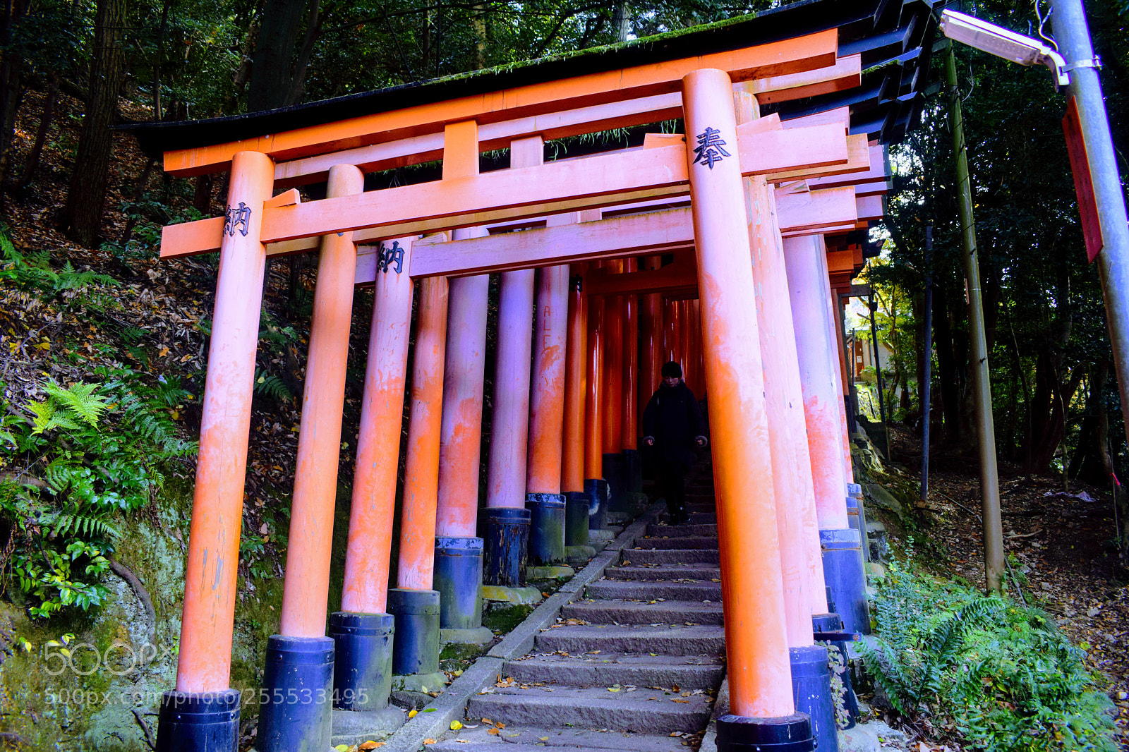 Nikon D3300 sample photo. () photography