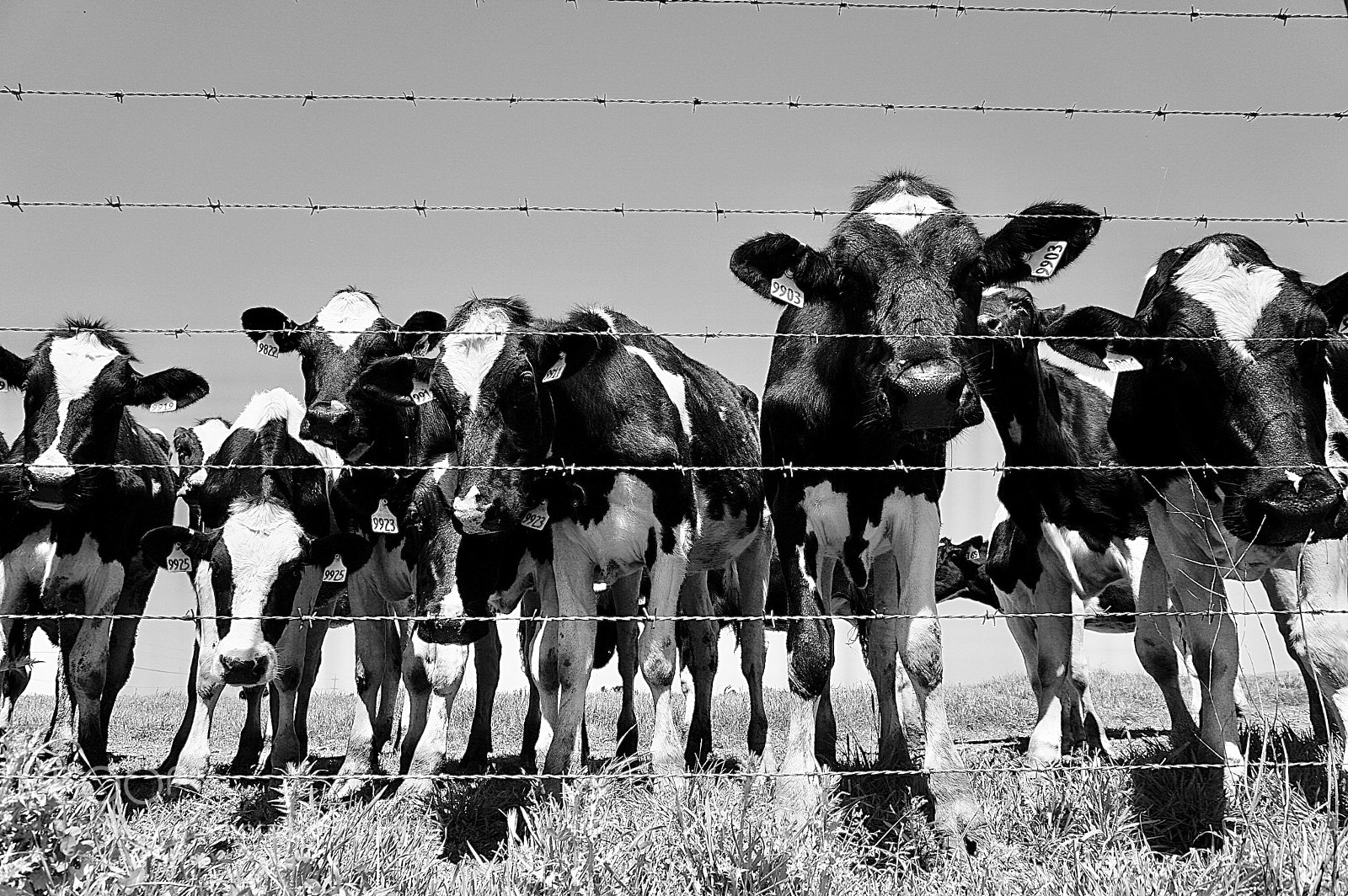 Sony a6000 sample photo. Curious cows photography