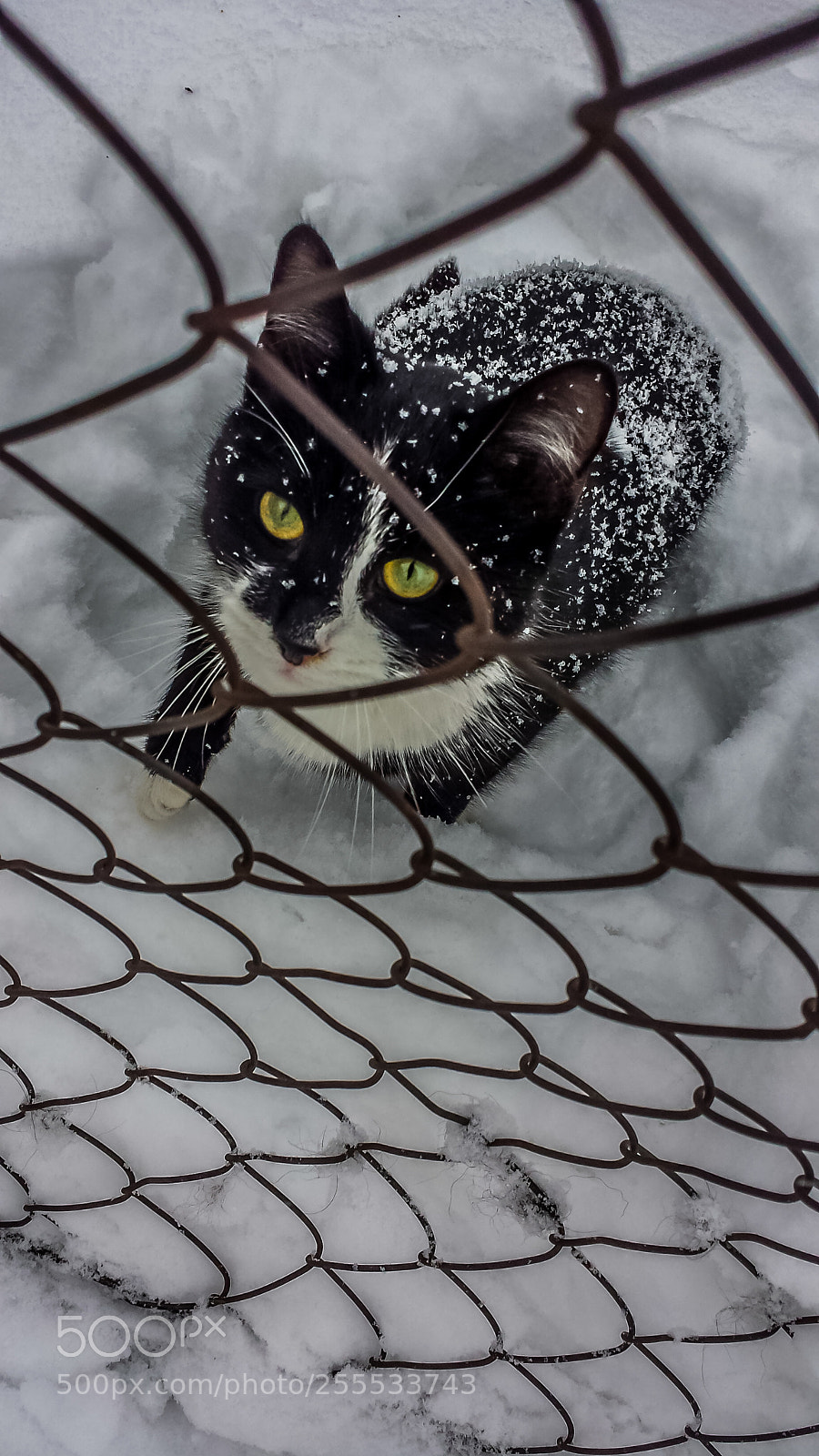 Samsung Galaxy S4 sample photo. Cat photography