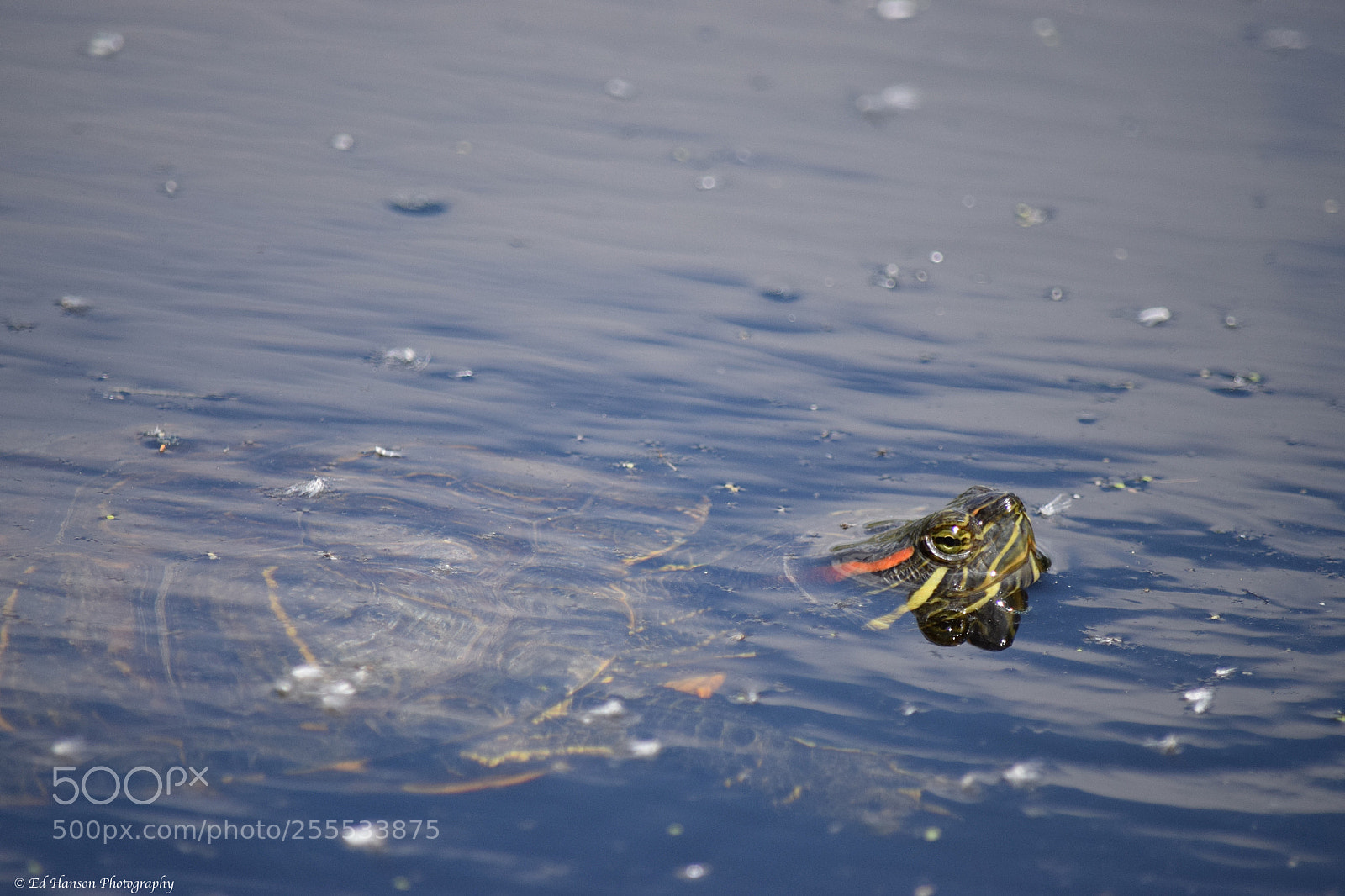 Nikon D3300 sample photo. Coming up for air photography