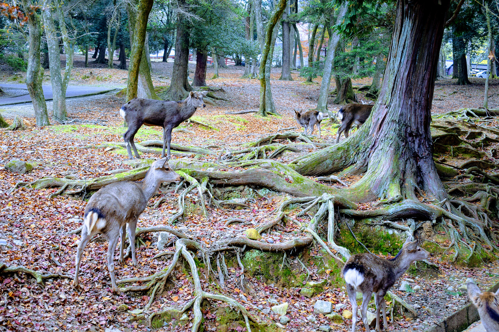 Nikon D3300 sample photo. Dsc photography