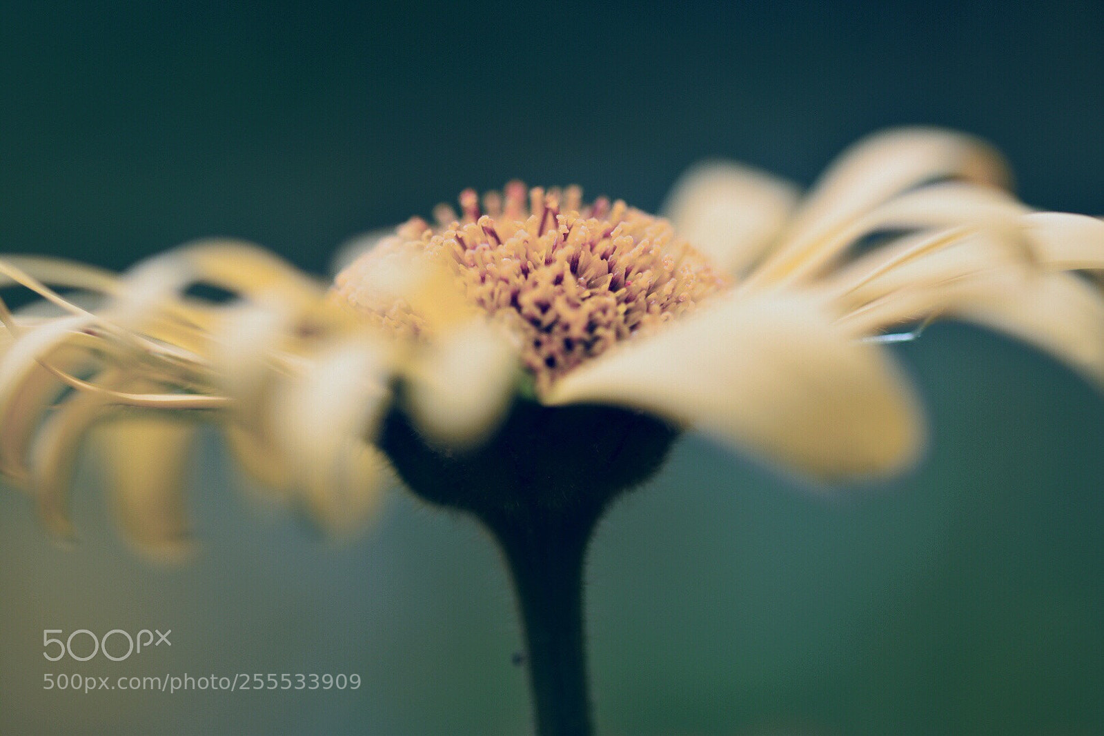 Nikon D5600 sample photo. Untitled photography