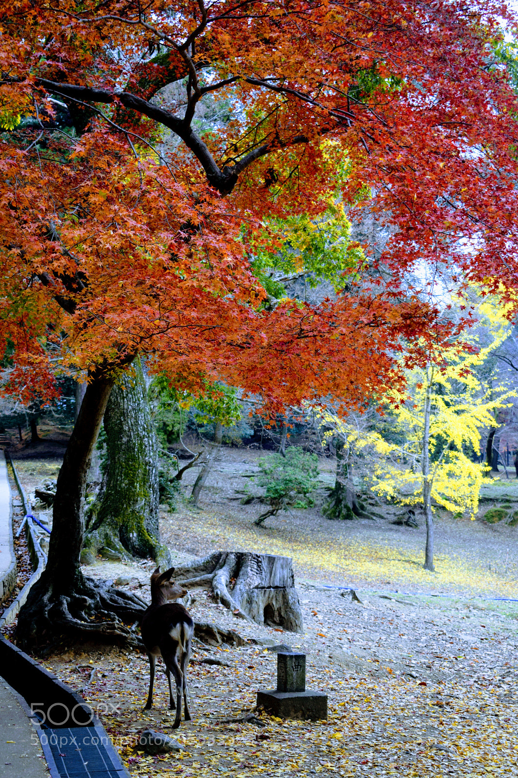 Nikon D3300 sample photo. () photography