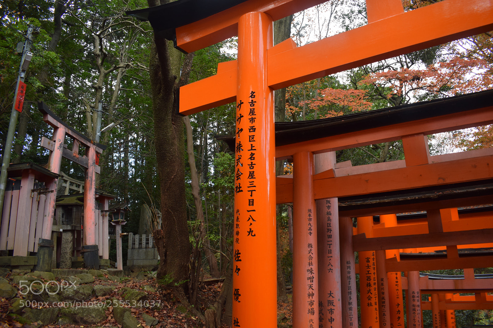 Nikon D3300 sample photo. Dsc photography