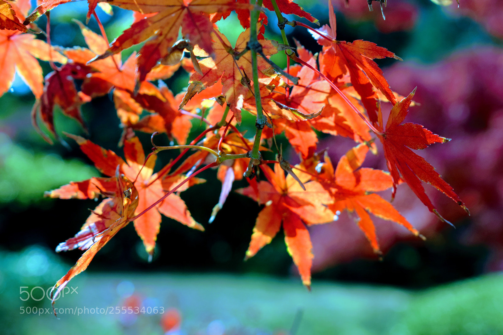Nikon D3300 sample photo. Dsc photography