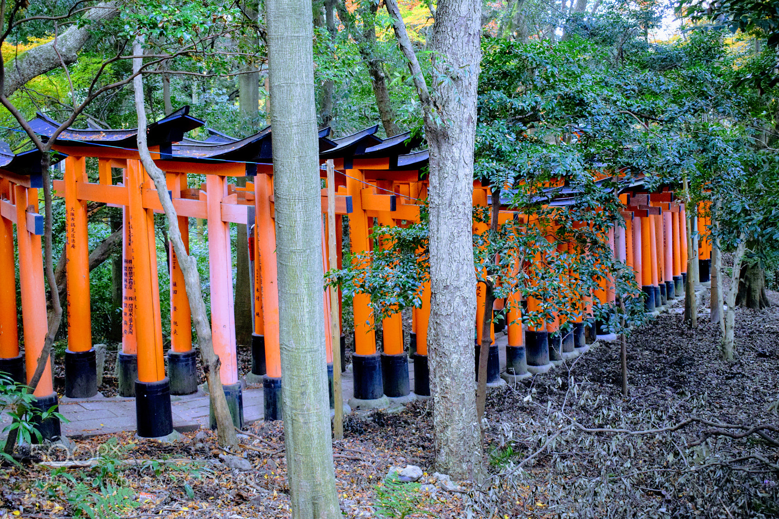 Nikon D3300 sample photo. Dsc photography