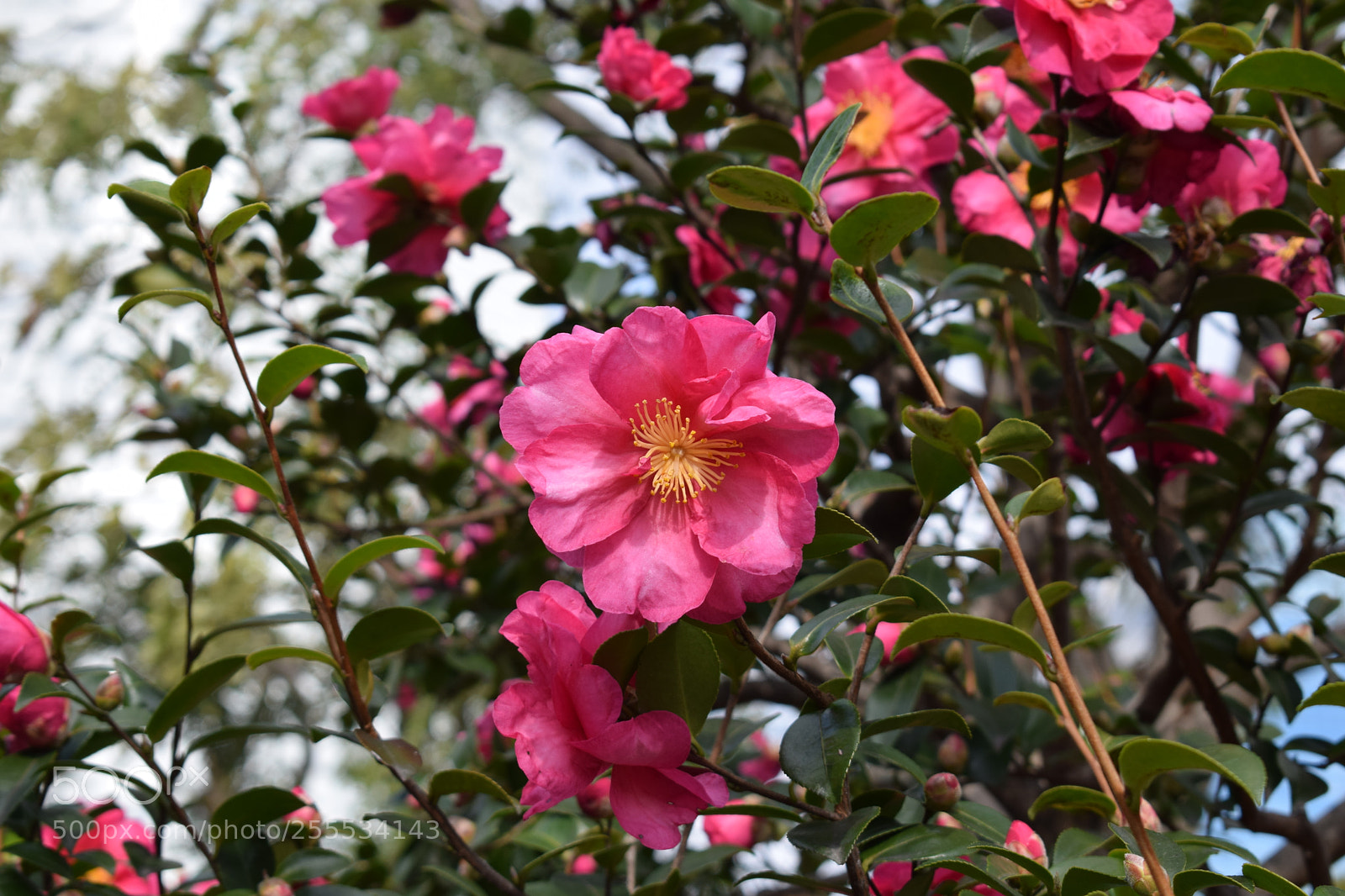 Nikon D3300 sample photo. Dsc photography