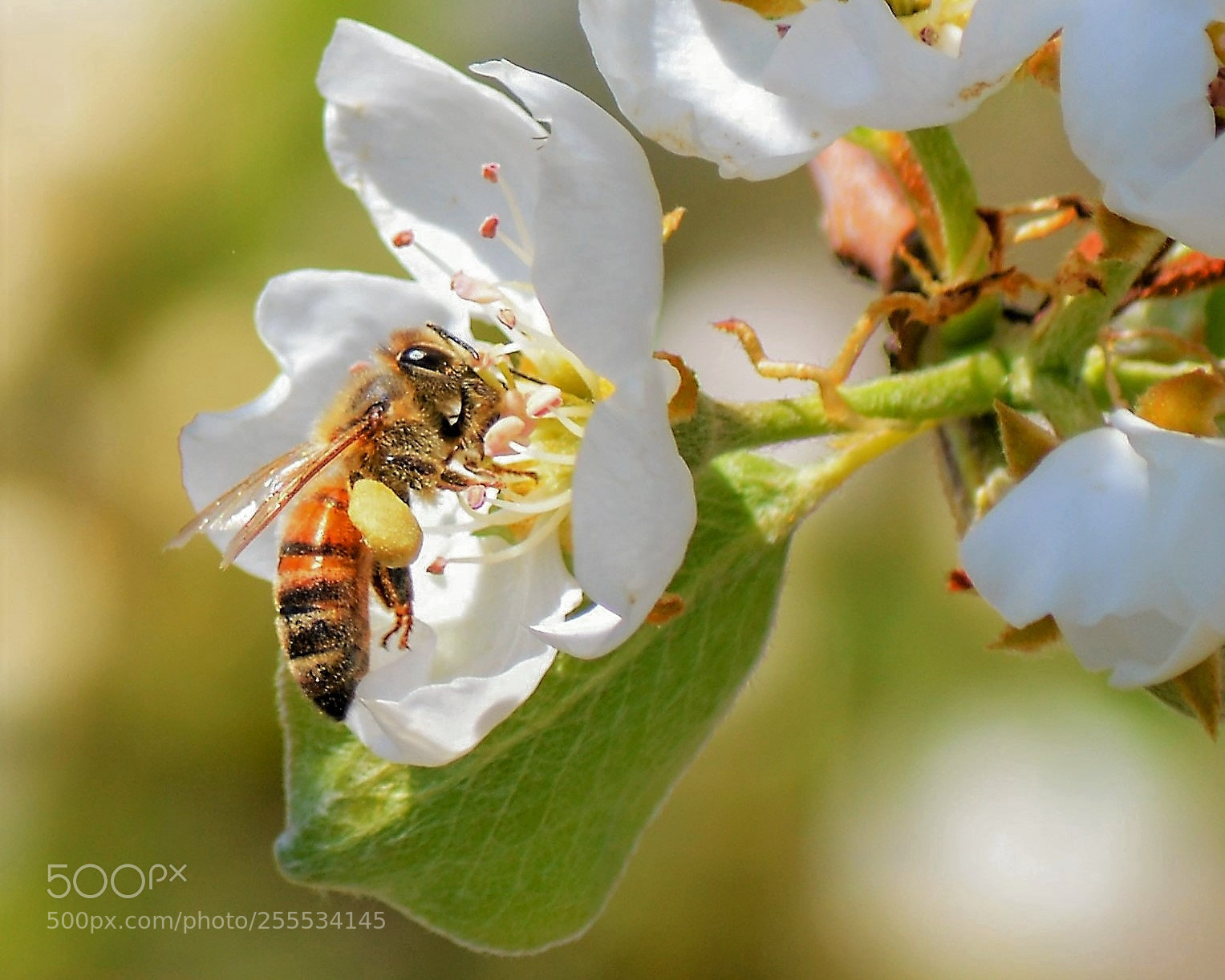 Nikon D5200 sample photo. Honeybee on pear blossom photography
