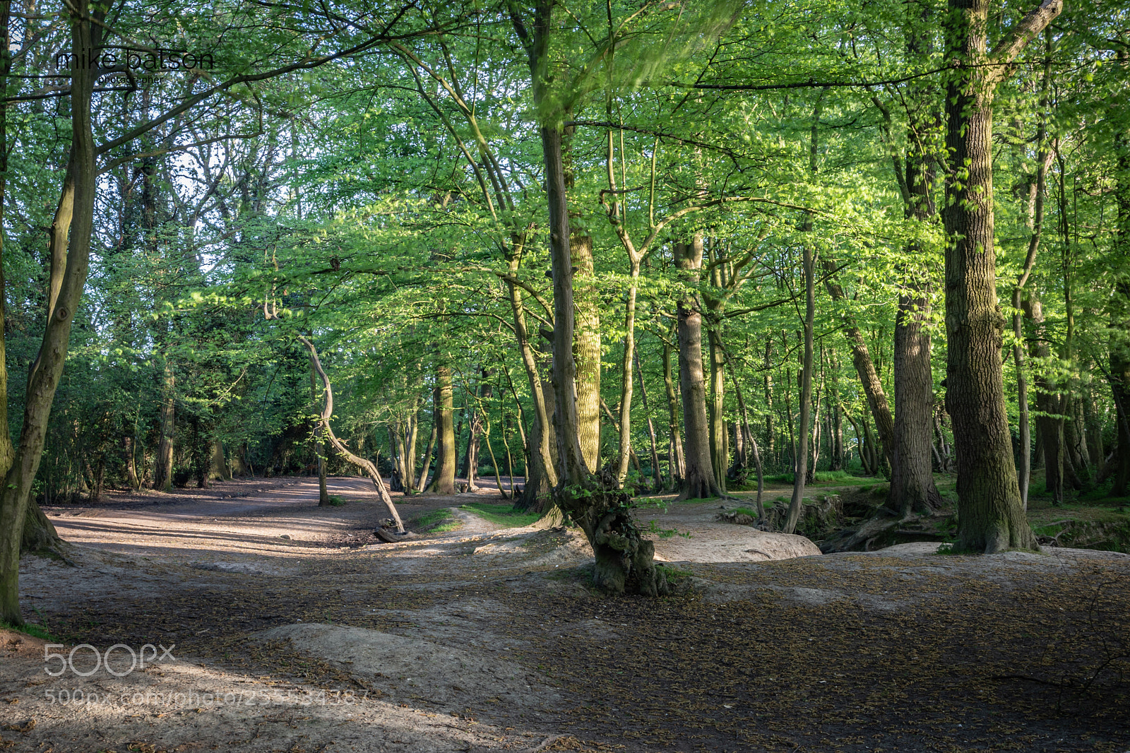 Canon EOS 7D Mark II sample photo. Woods photography