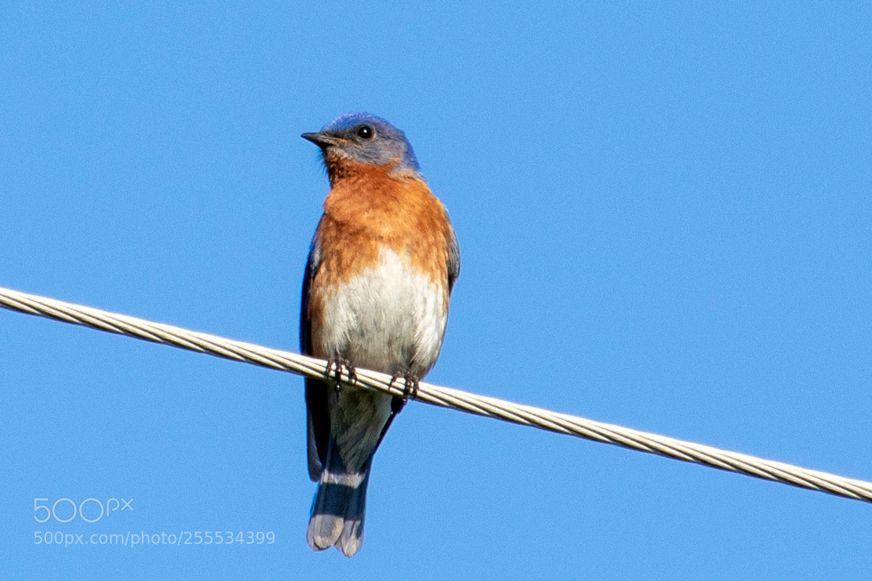 Canon EOS 80D sample photo. Bird on a wire photography