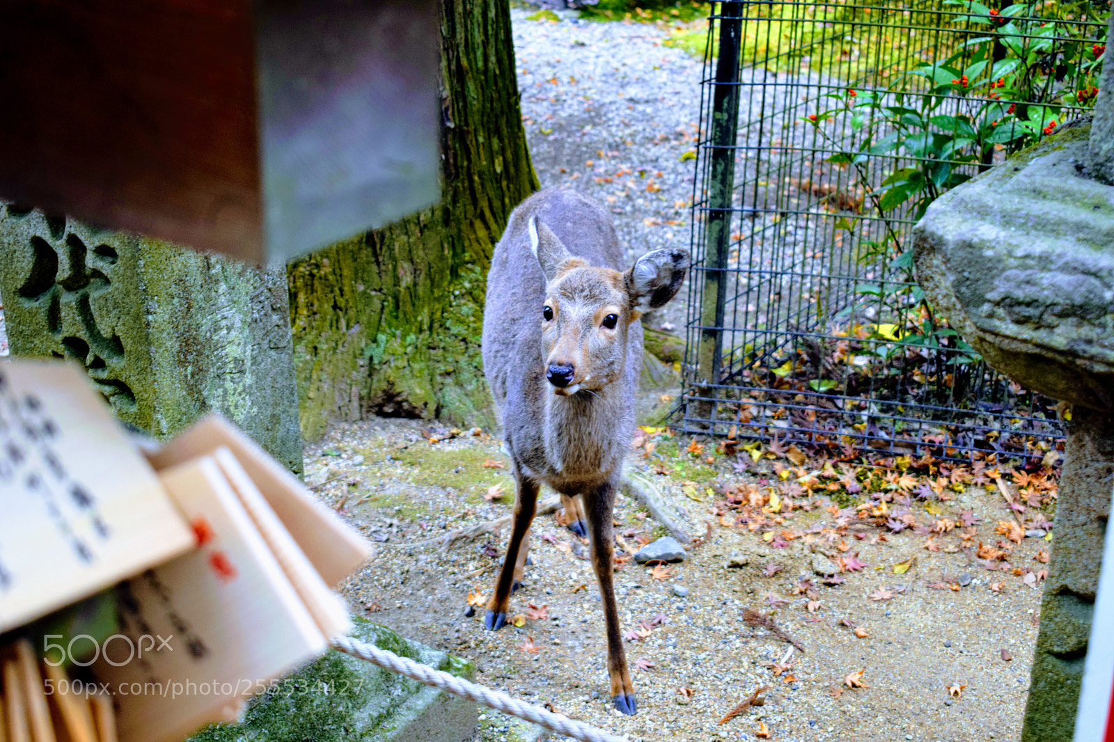 Nikon D3300 sample photo. () photography