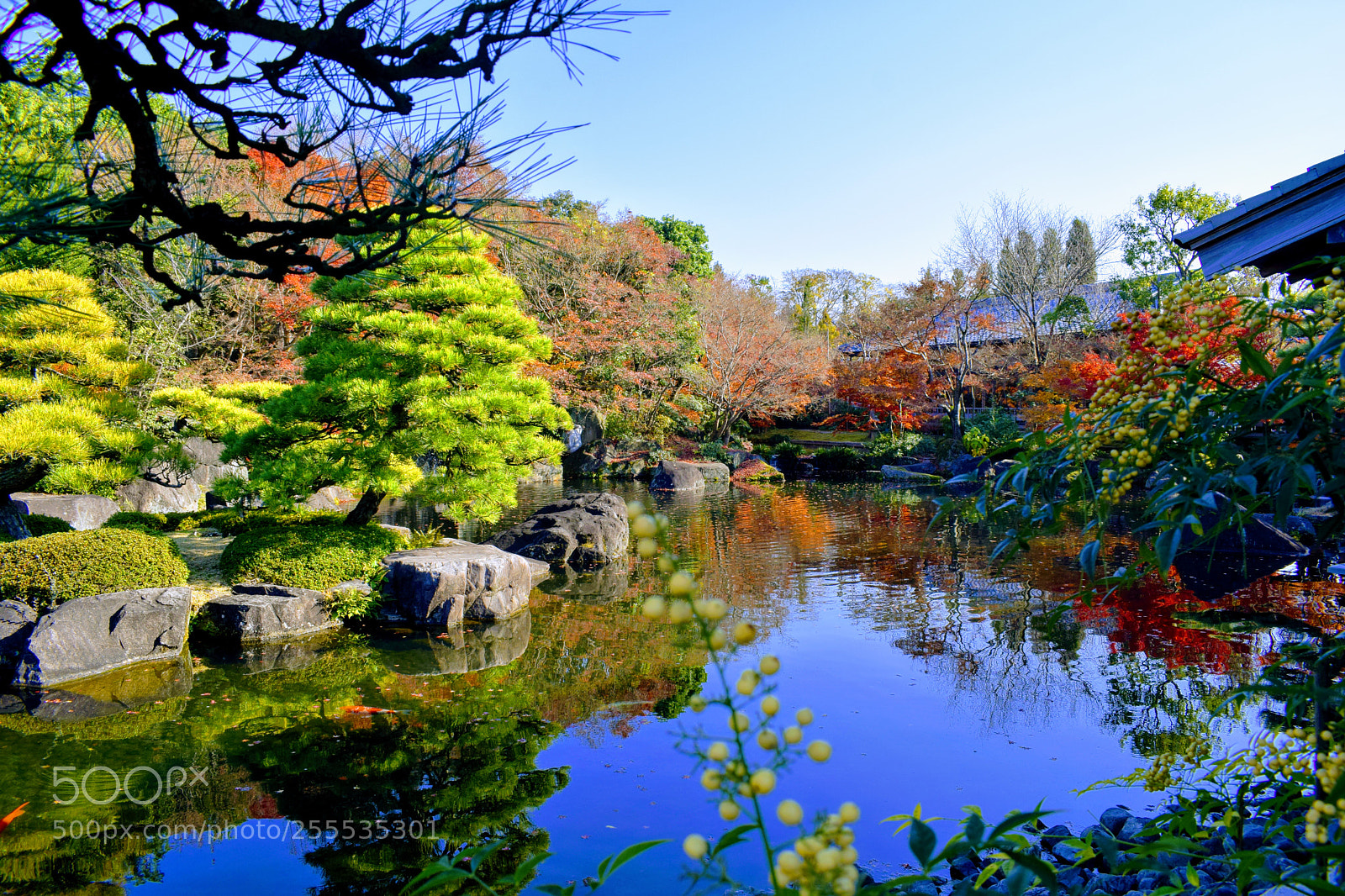 Nikon D3300 sample photo. Japanese pond photography