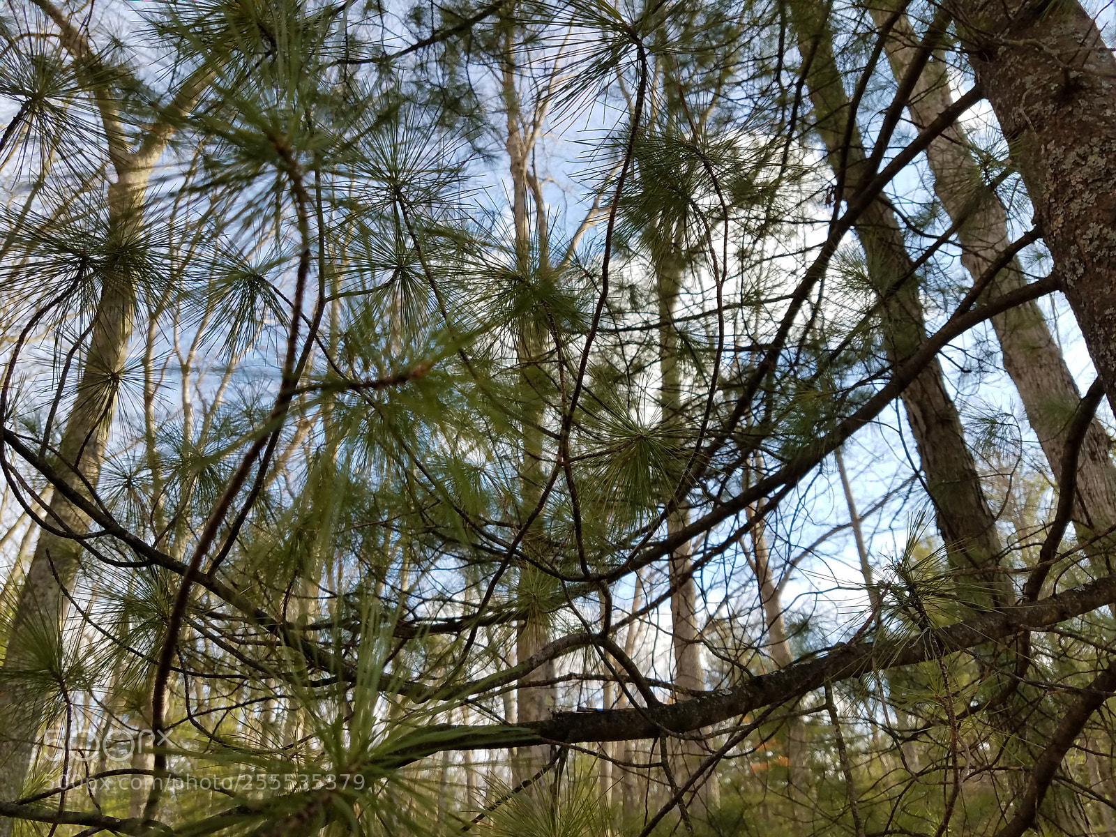 Samsung Galaxy S7 Edge sample photo. Curving branches and pine photography